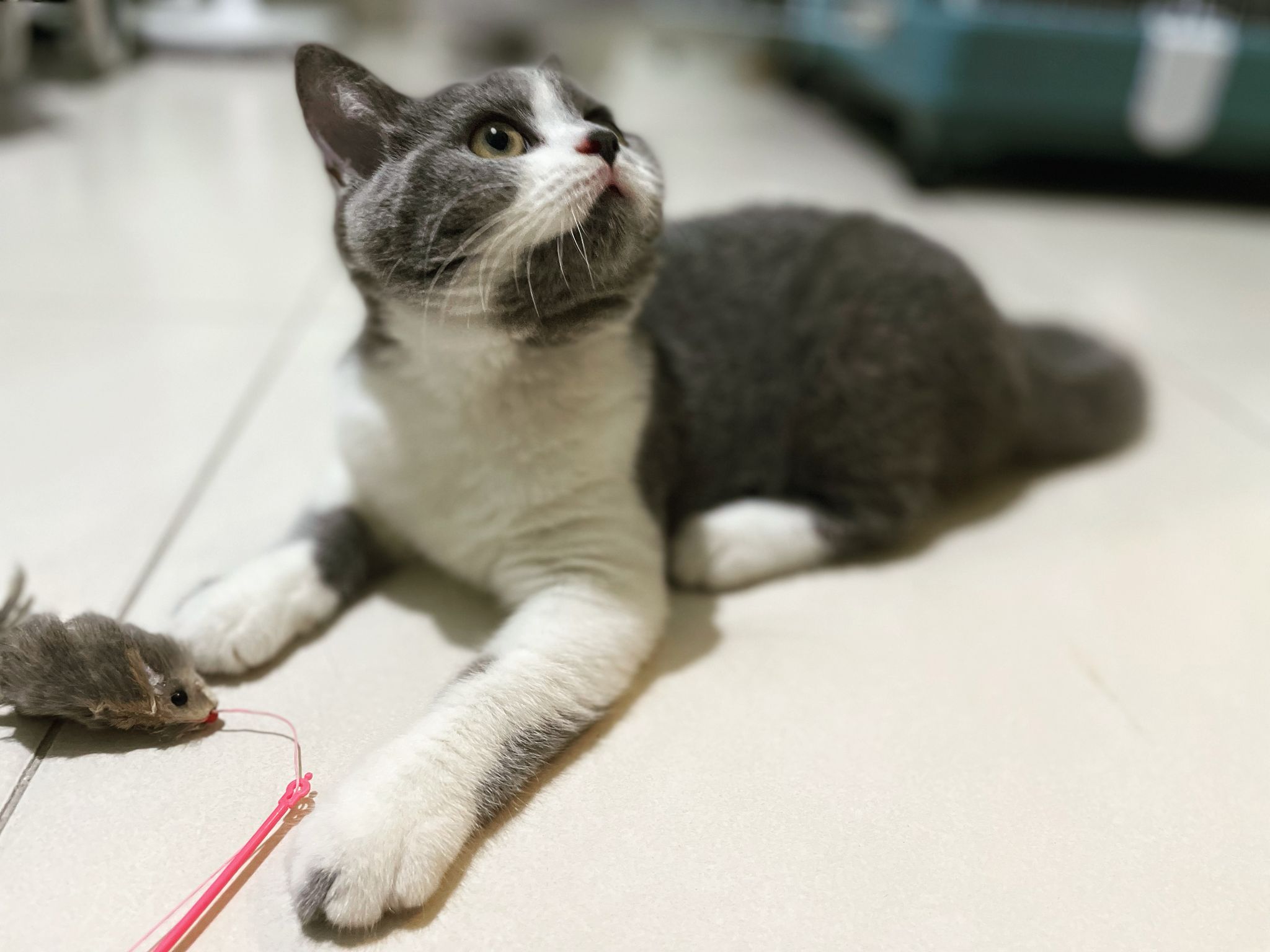Cat's Eye View