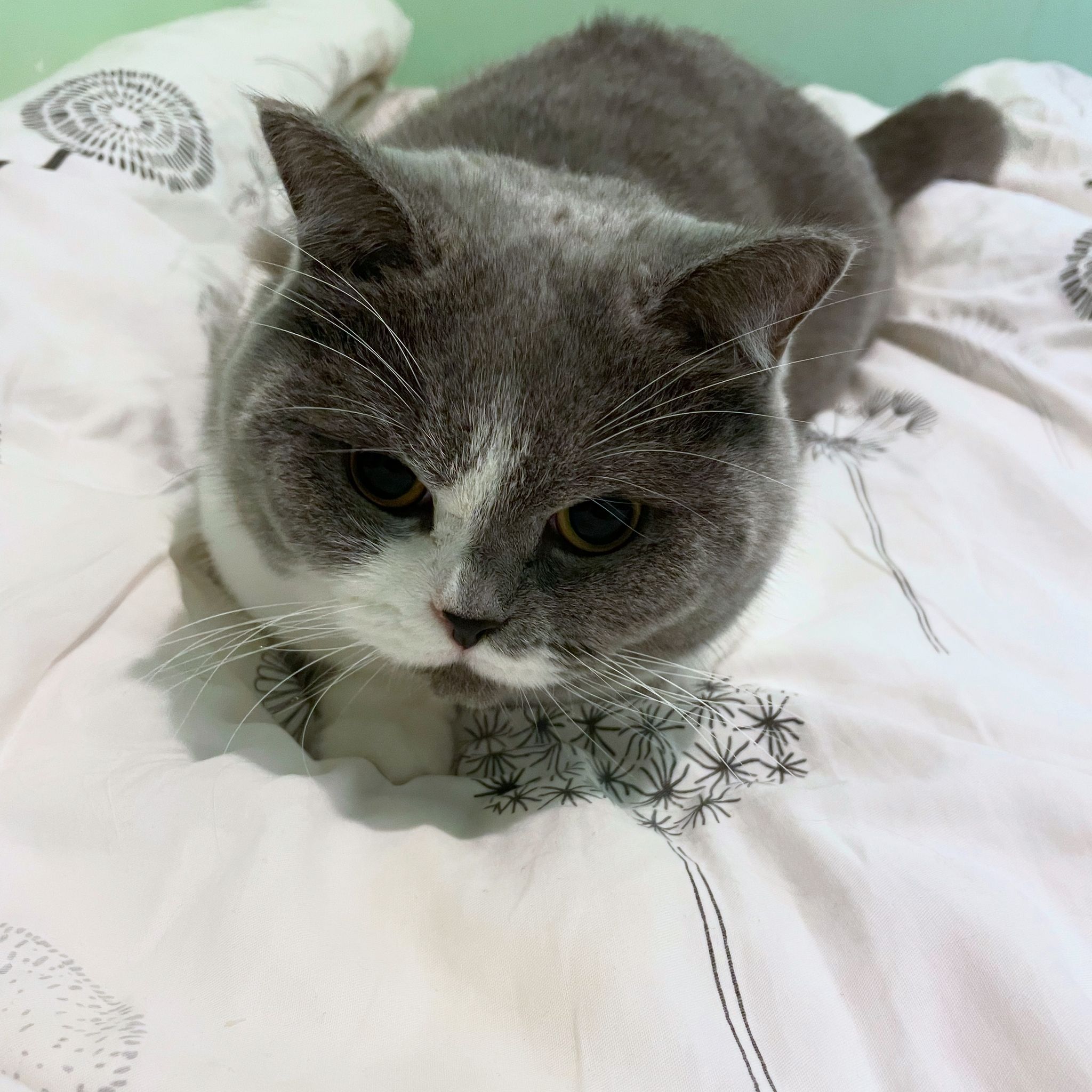 Cat's Eye