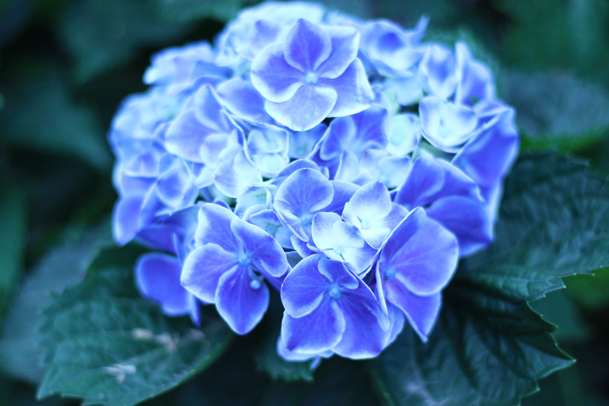 Misty Hydrangeas