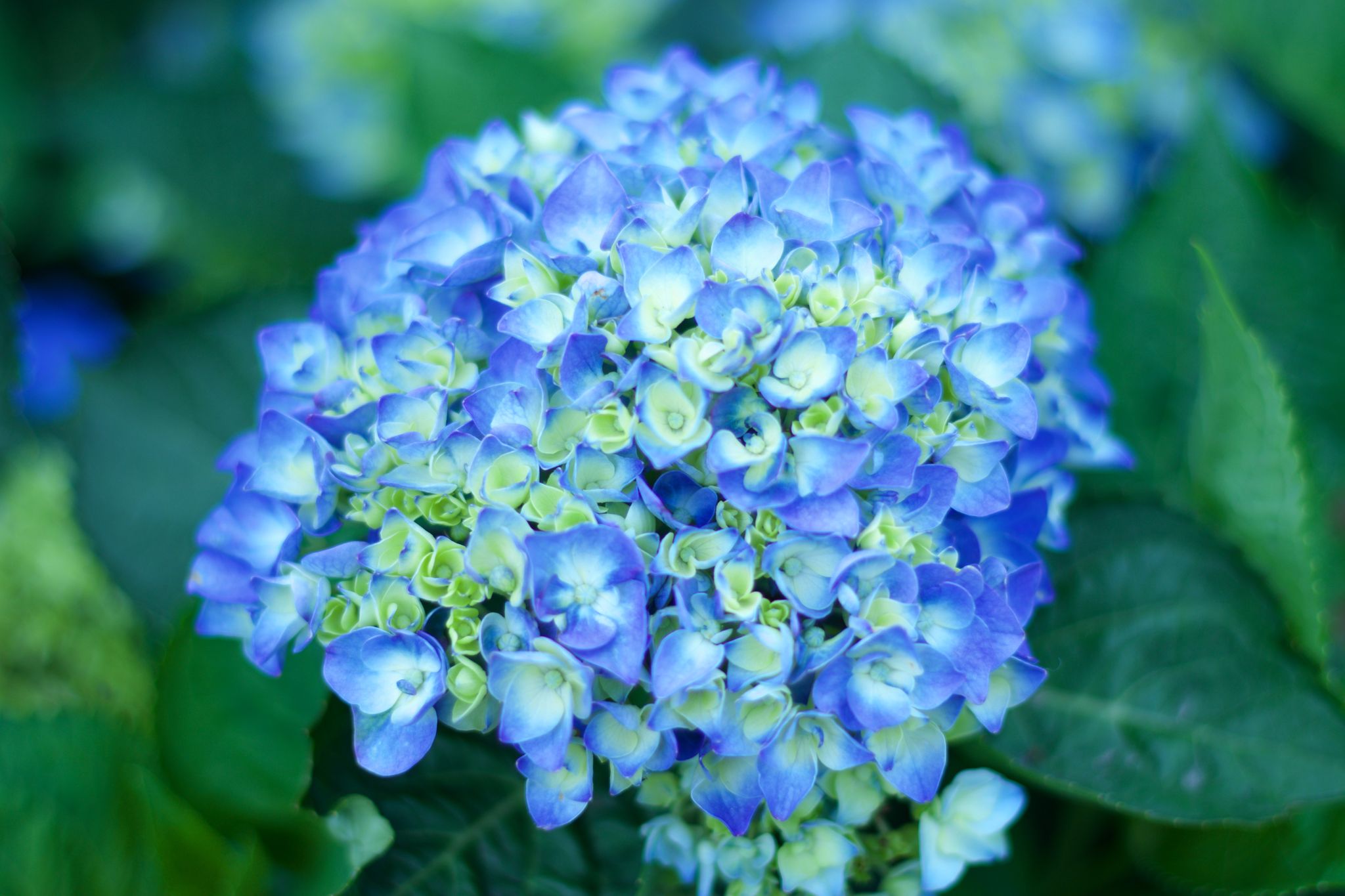 Hydrangea