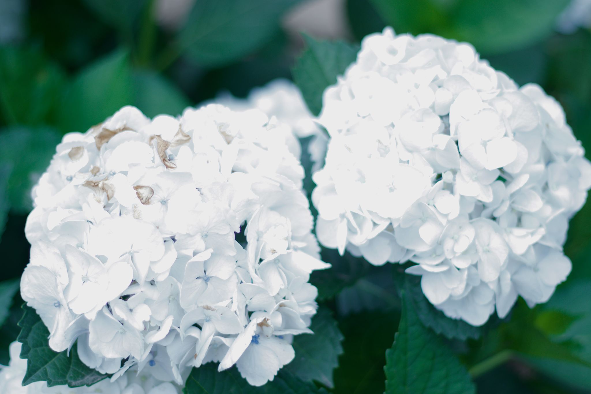 White Hydrangeas