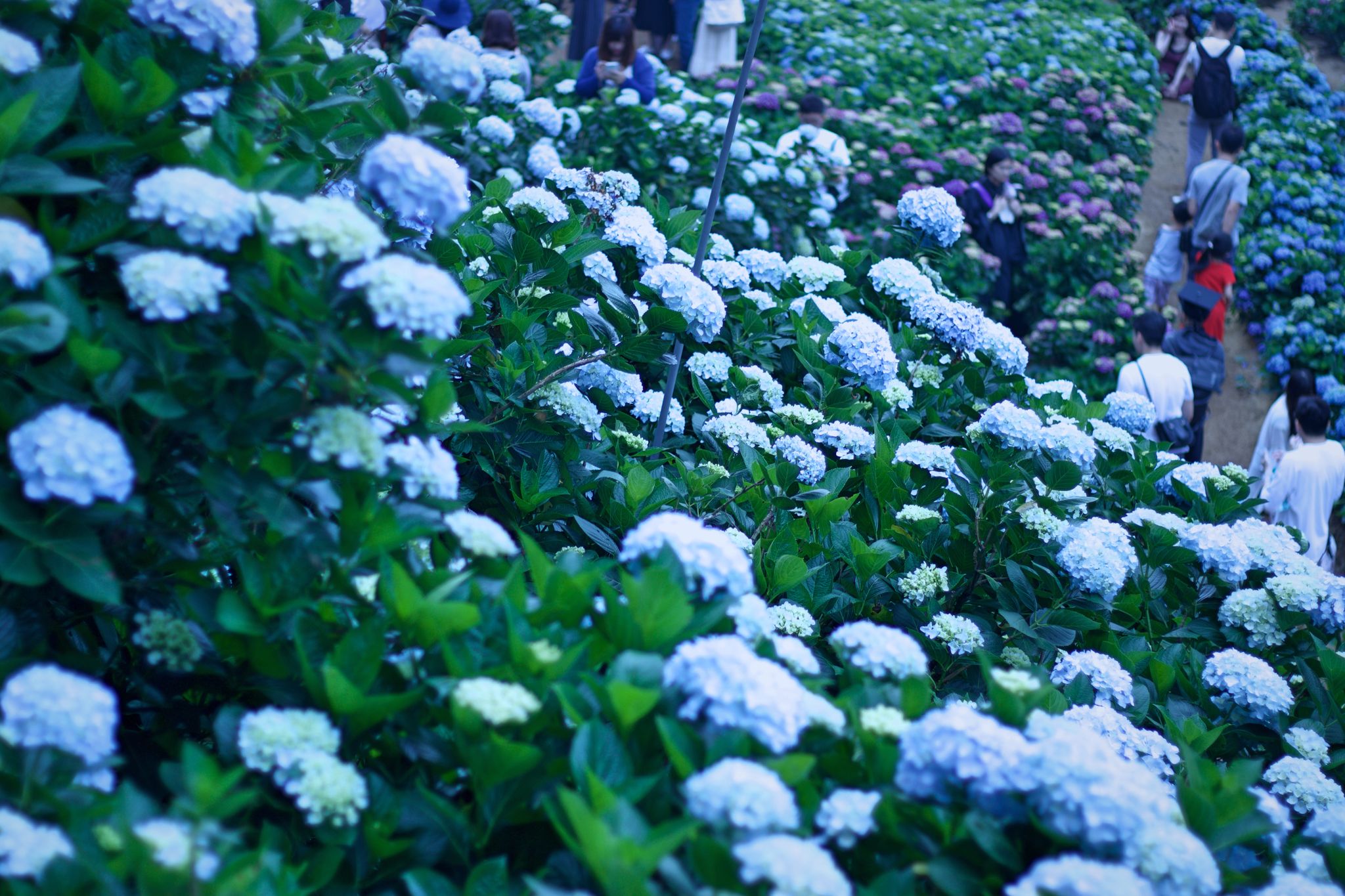 Hydrangea Garden