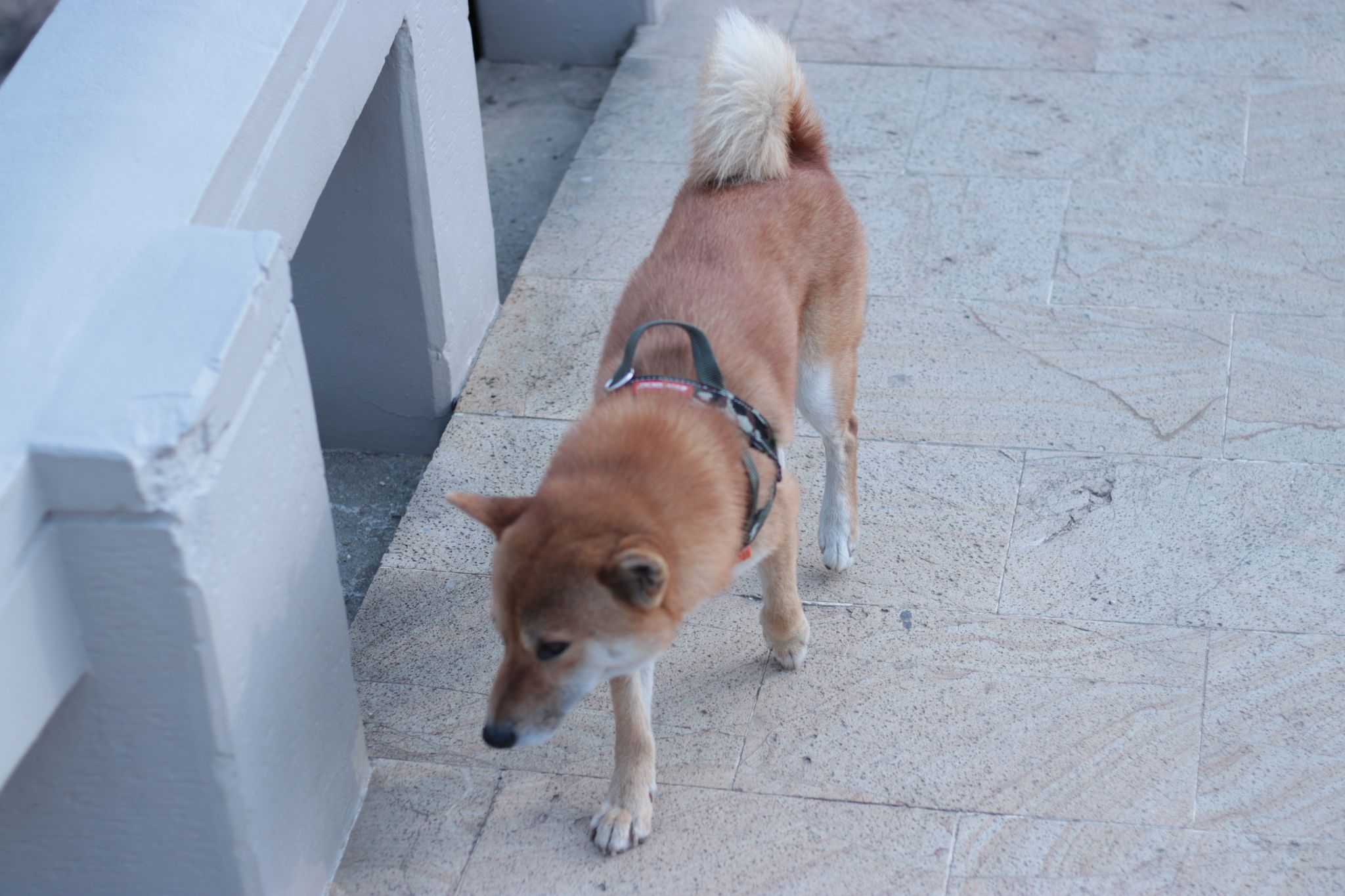 Shy Dog