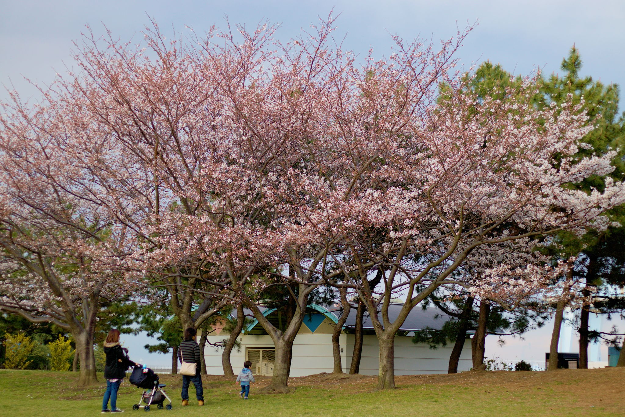Springtime in the Park