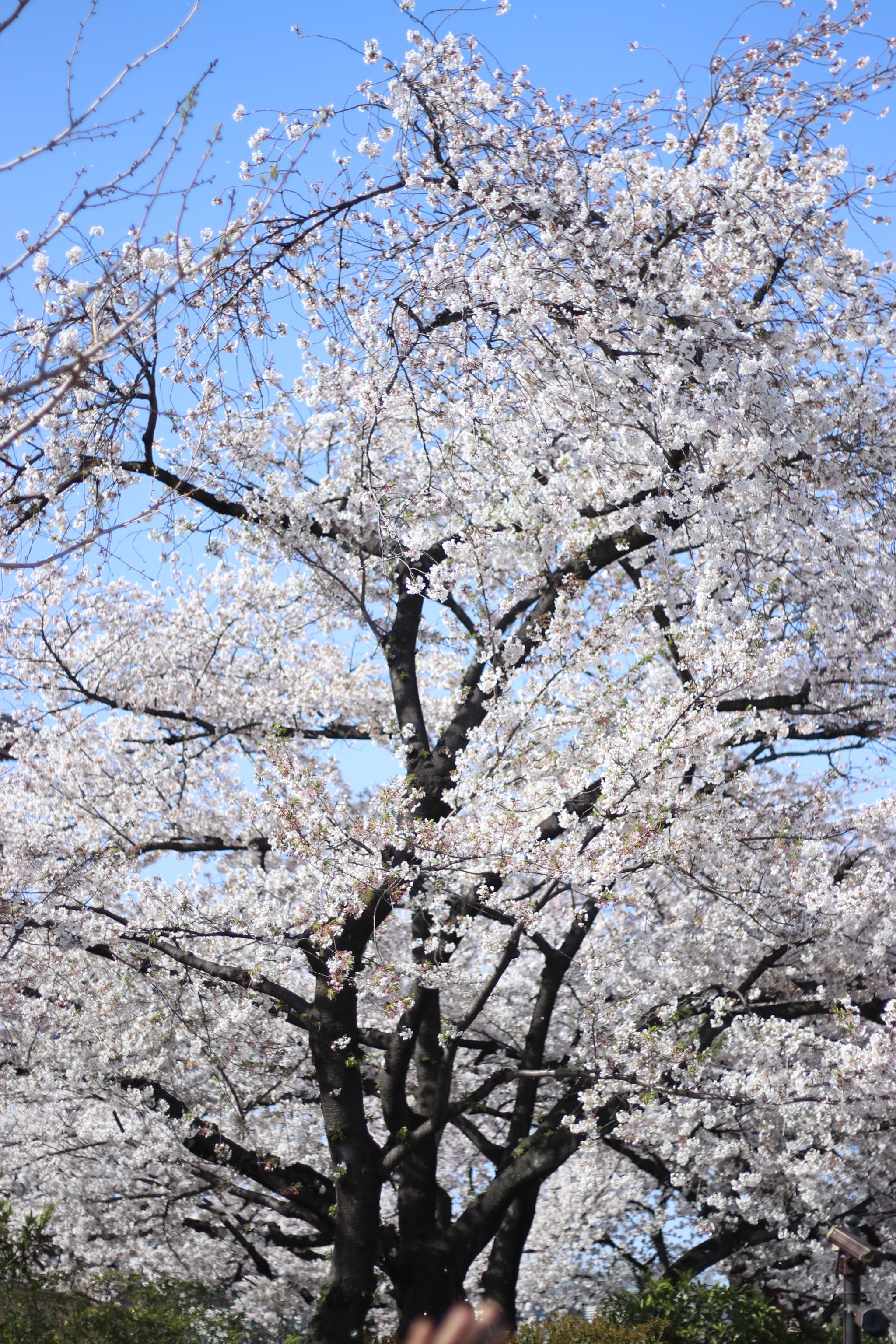Spring Bloom