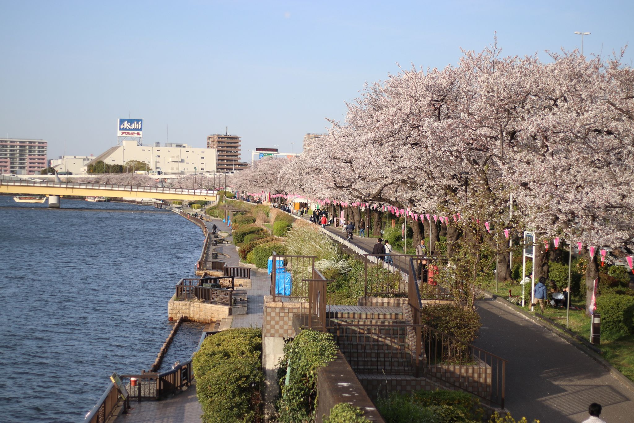 Cherry Blossom Season