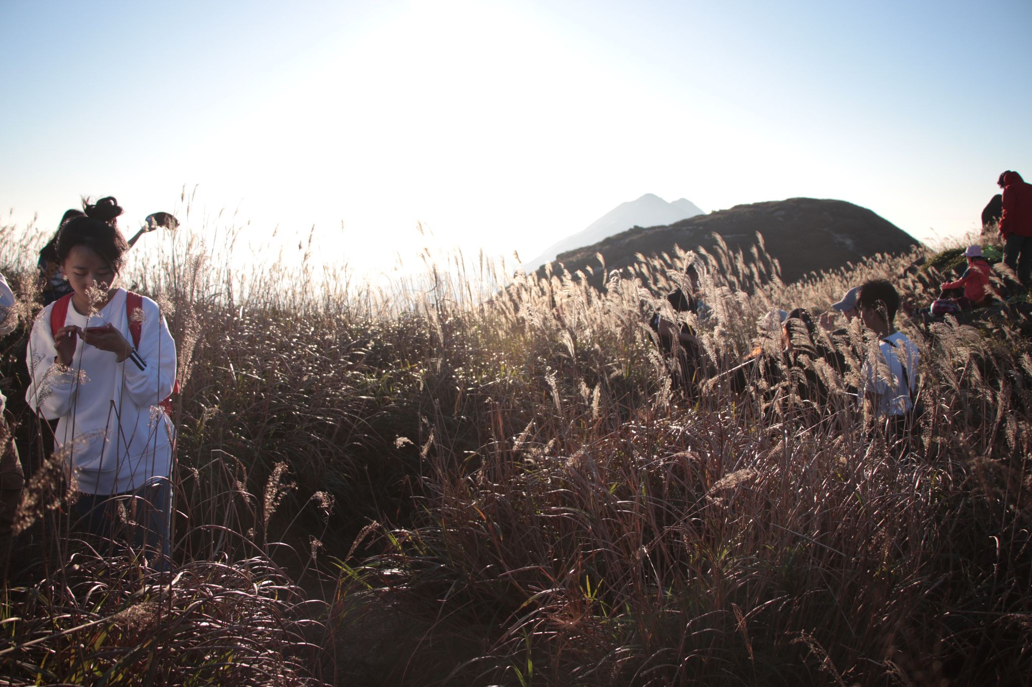 Sunset in the Grass