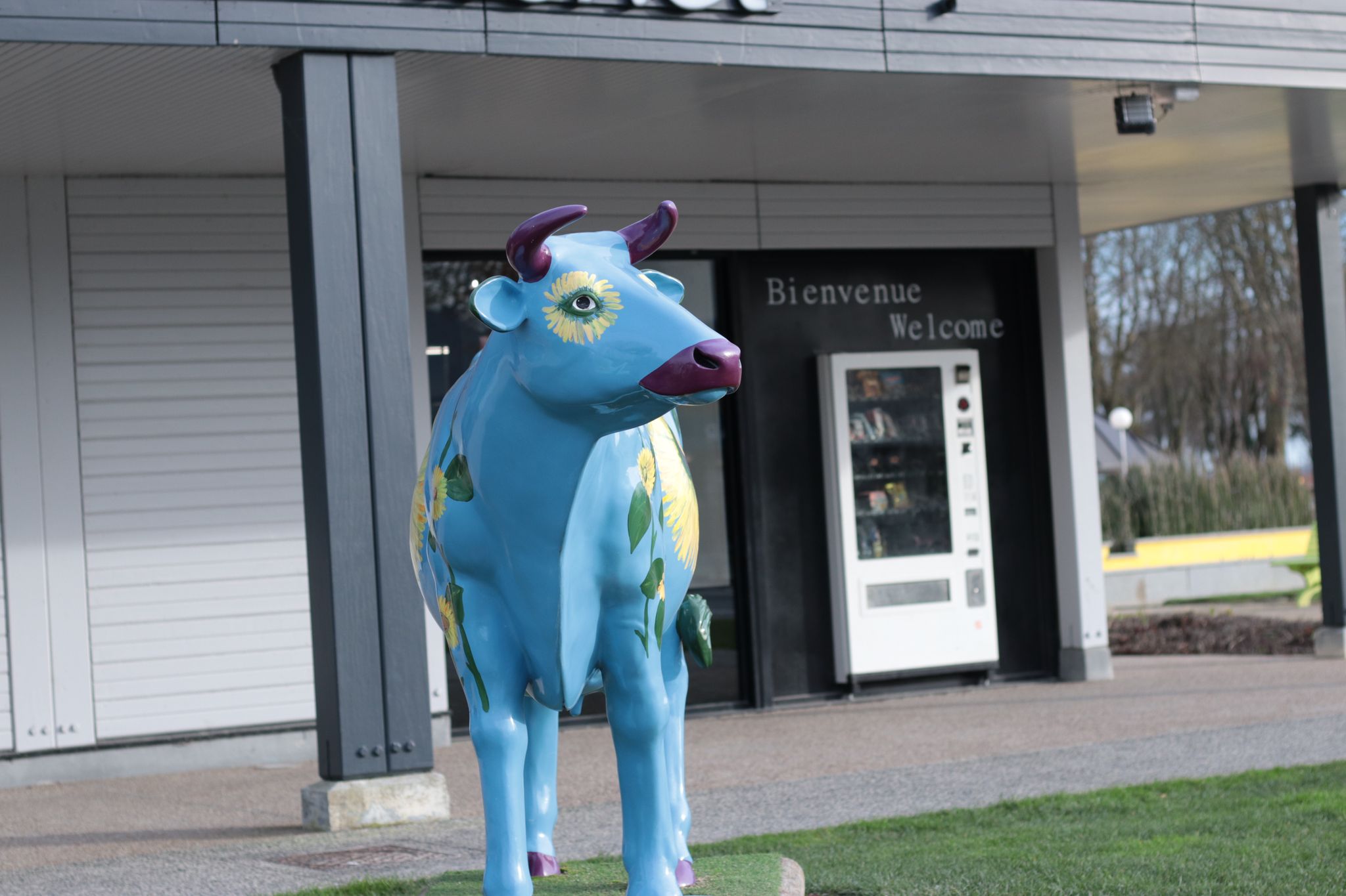 A Cow in the City