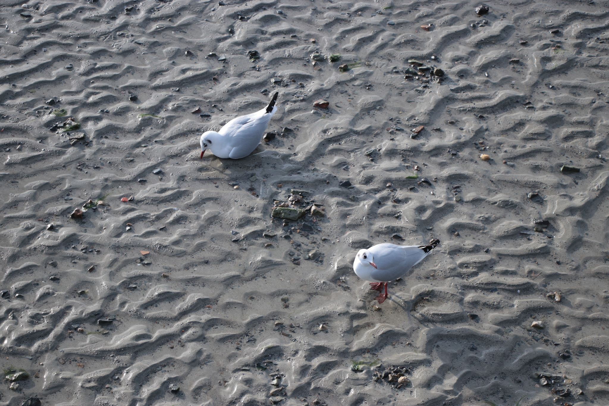 Seagulls on the Beach