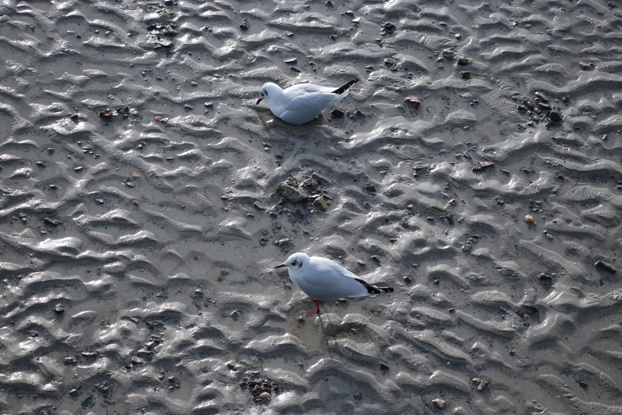 Gulls on the Beach