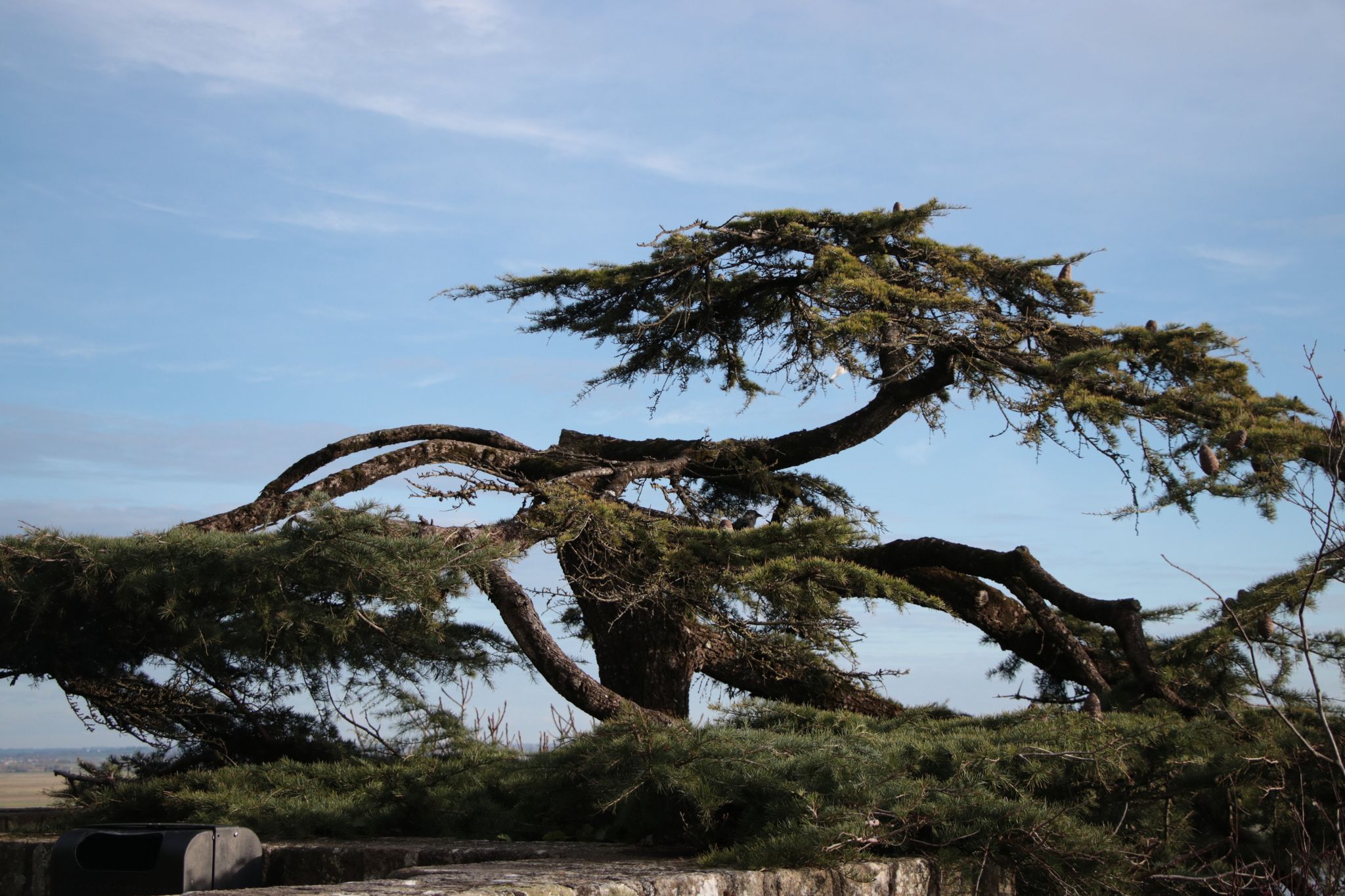Elegant Tree