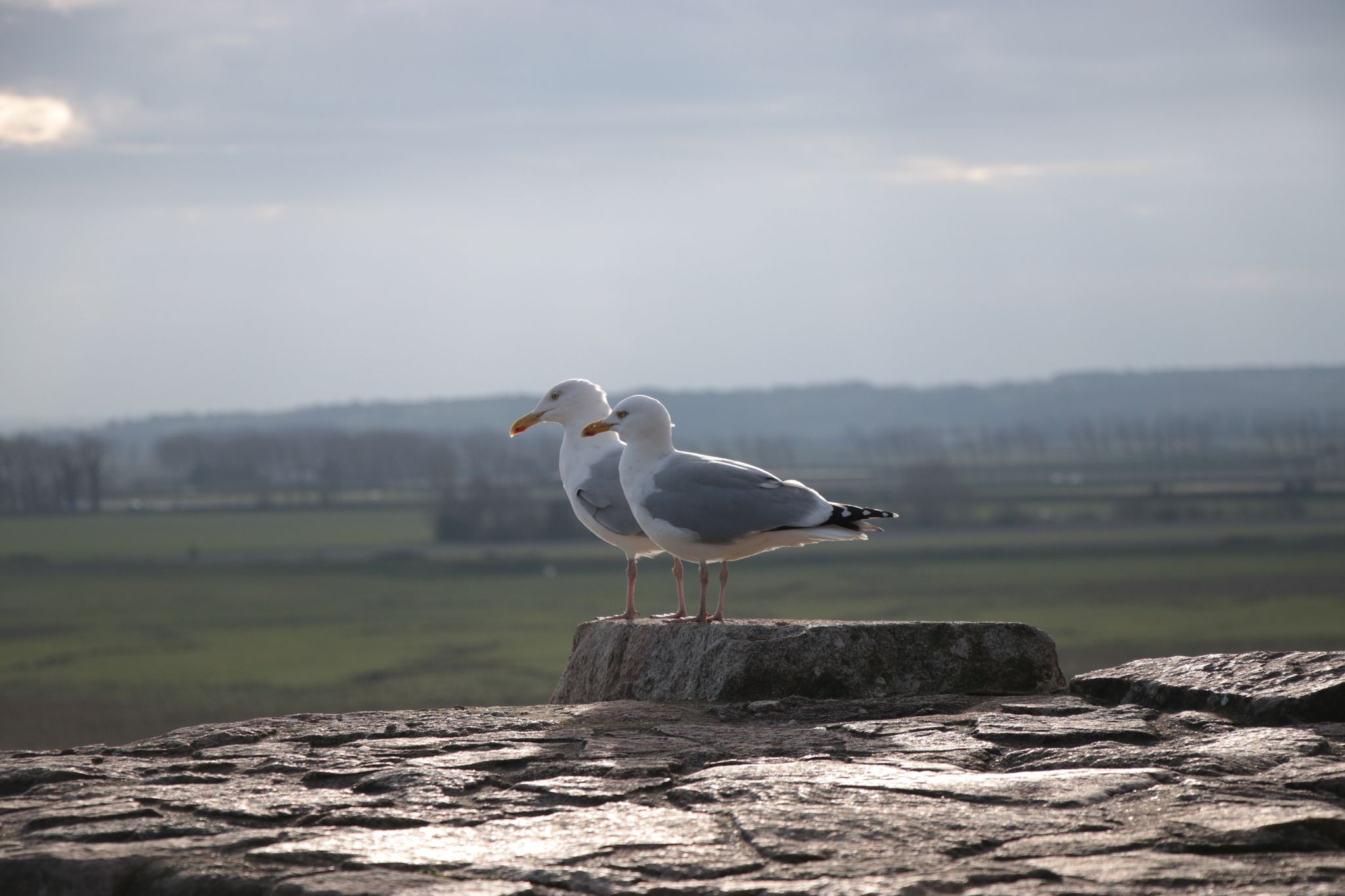 Seagulls on the Rocks