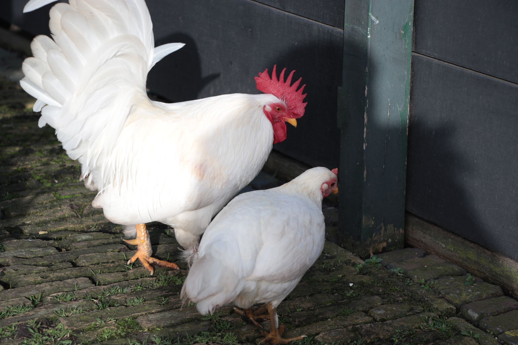 Roosters in the Yard
