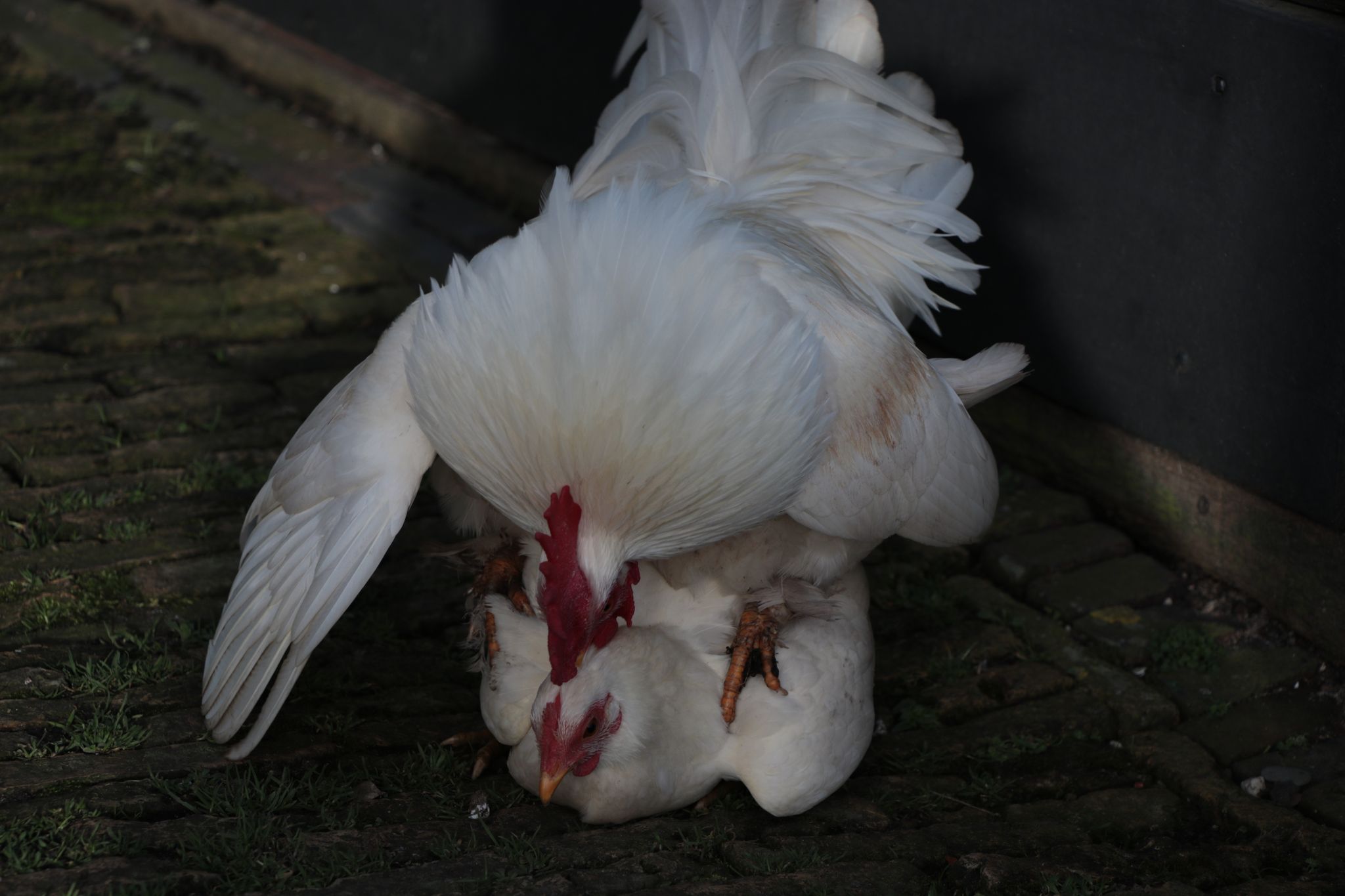 White Chicken