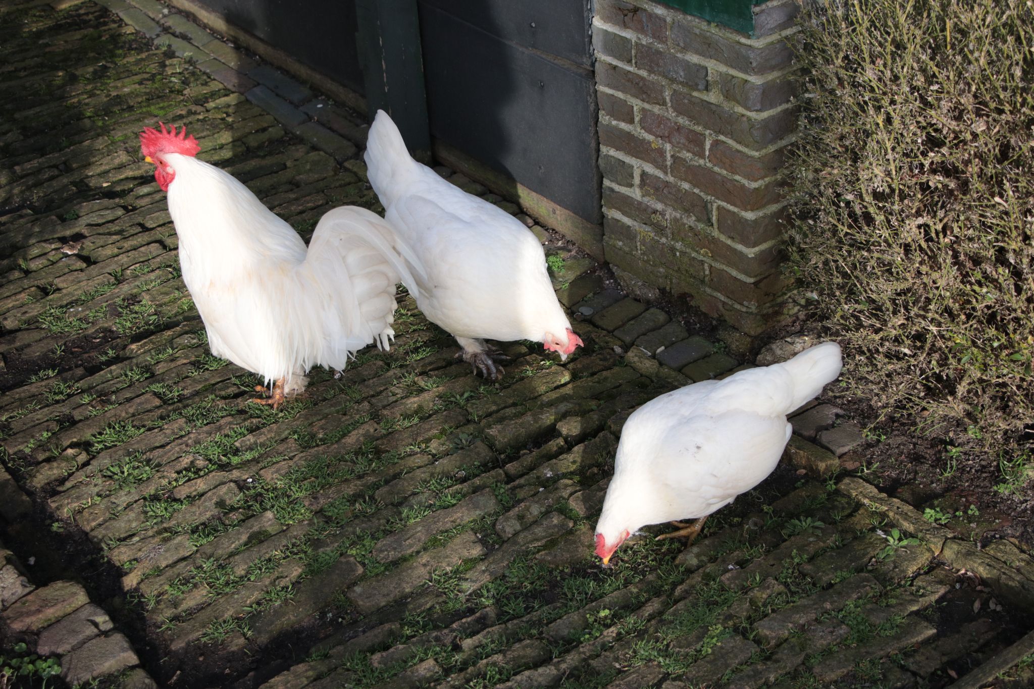 White Chickens