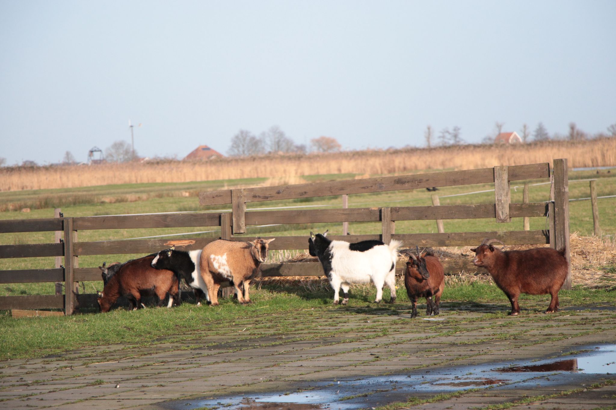 Goats in the Field