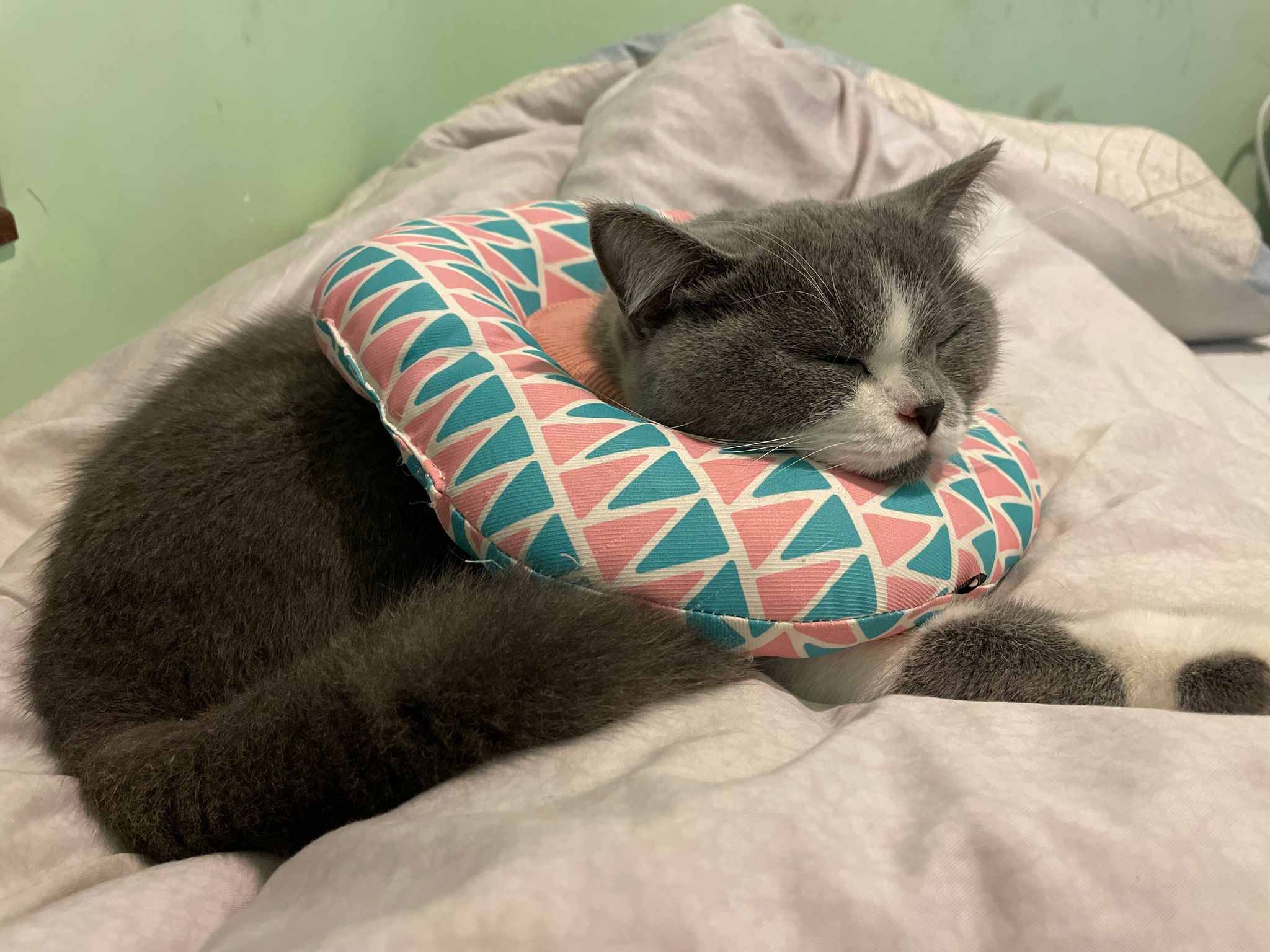 Cat's Day Off