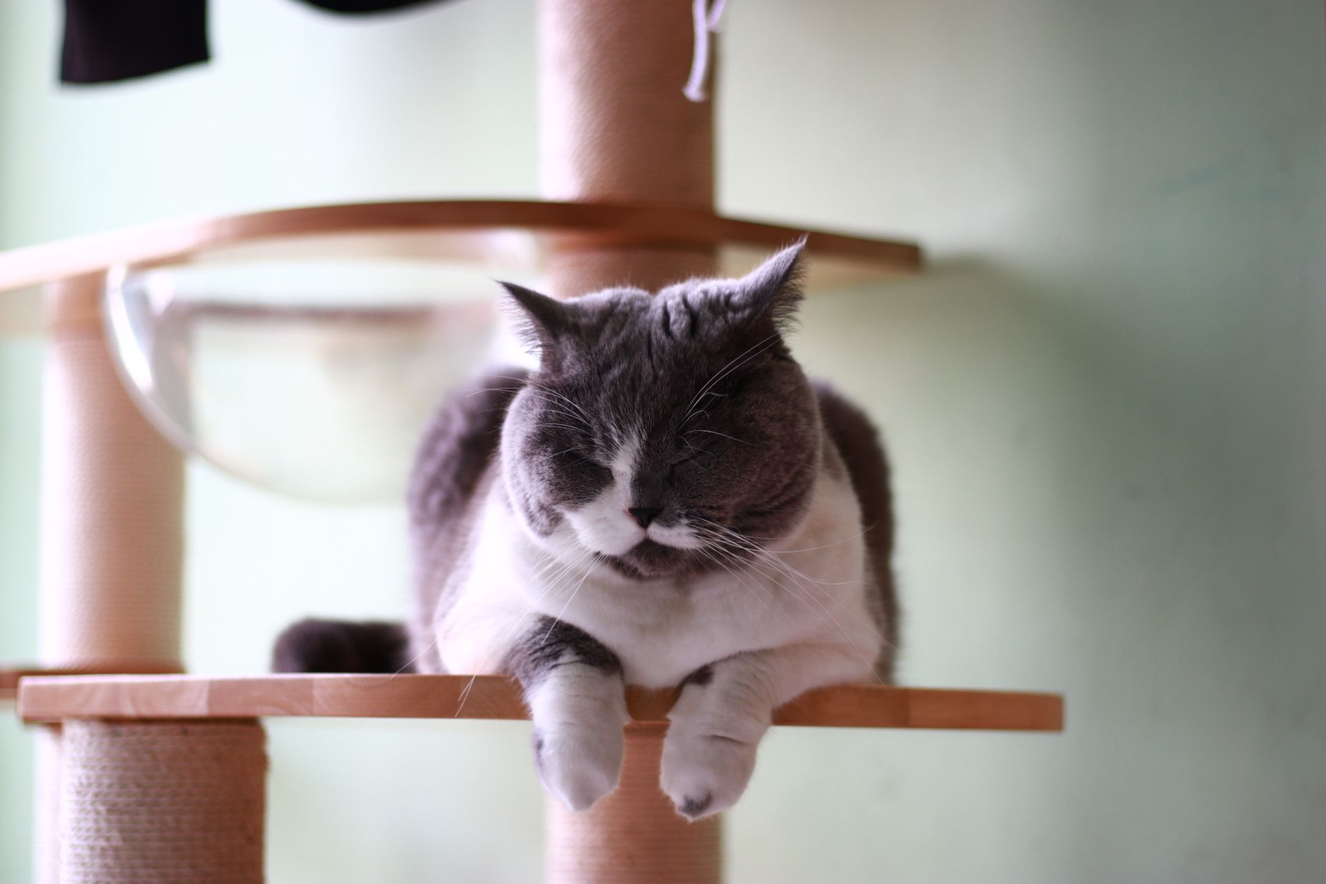Cat's Day Off