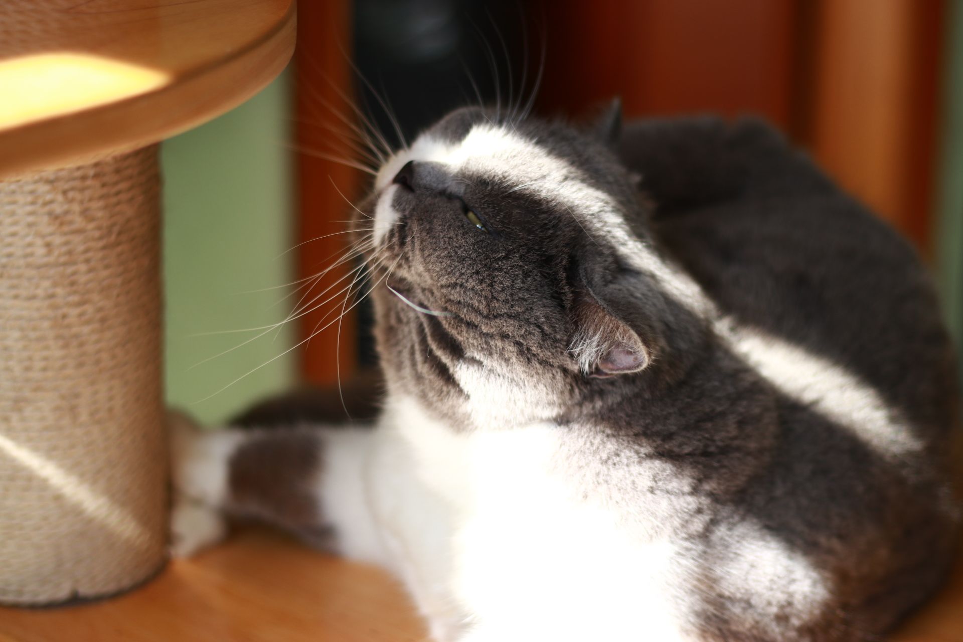 Cat's Eye View