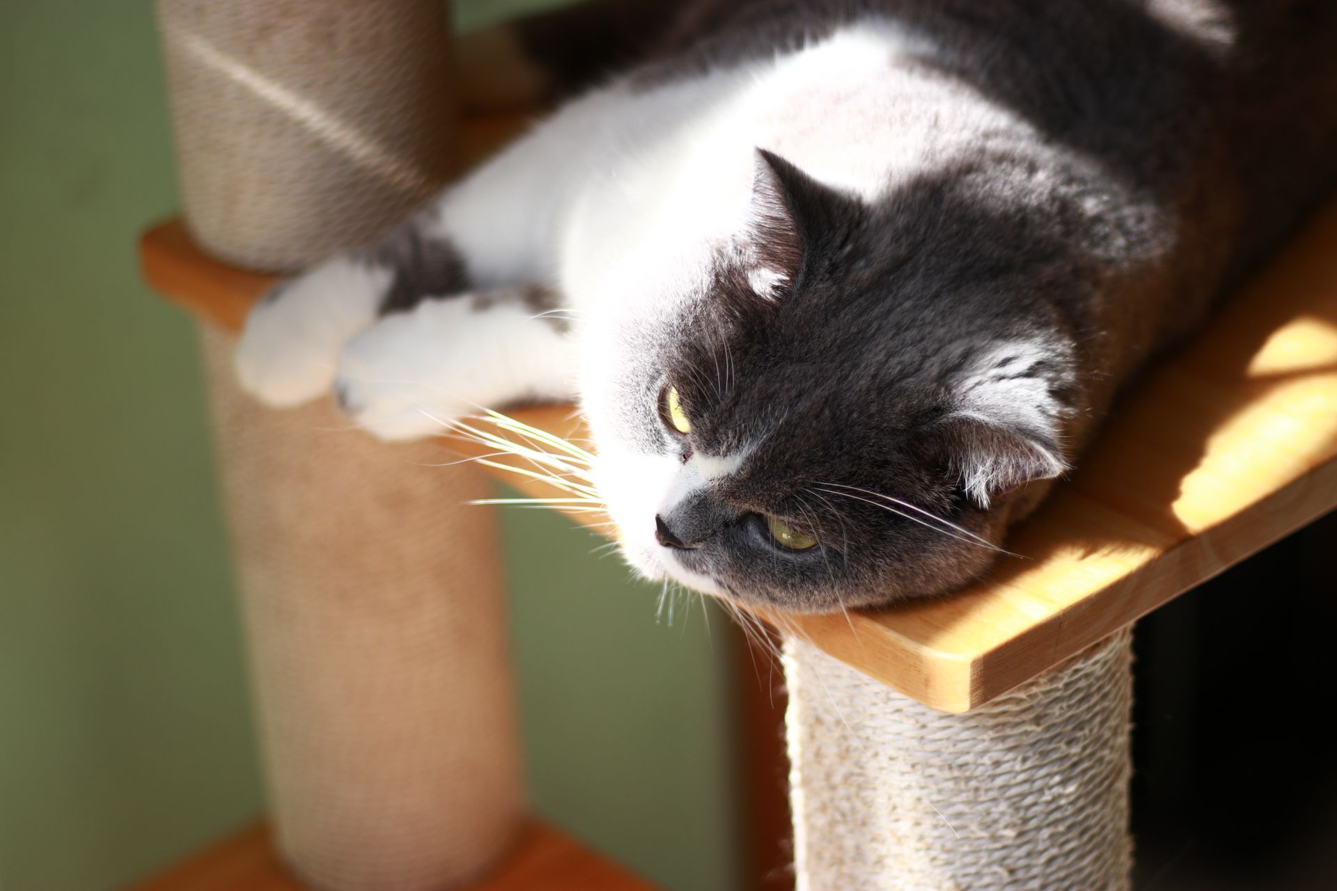 Cat in Sunlight