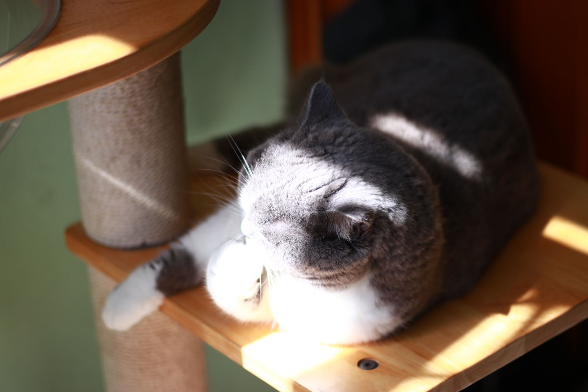 Cat in Sunlight