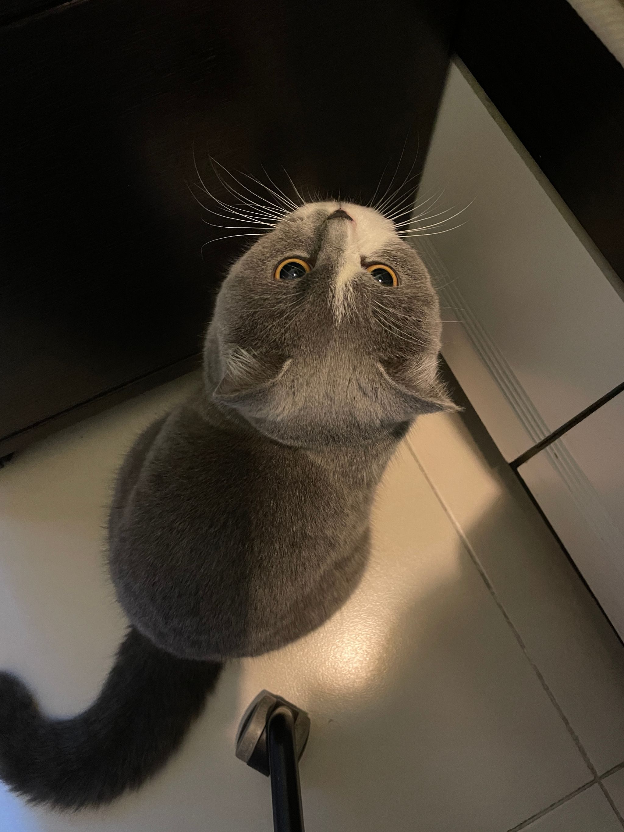 Cat in the Dark