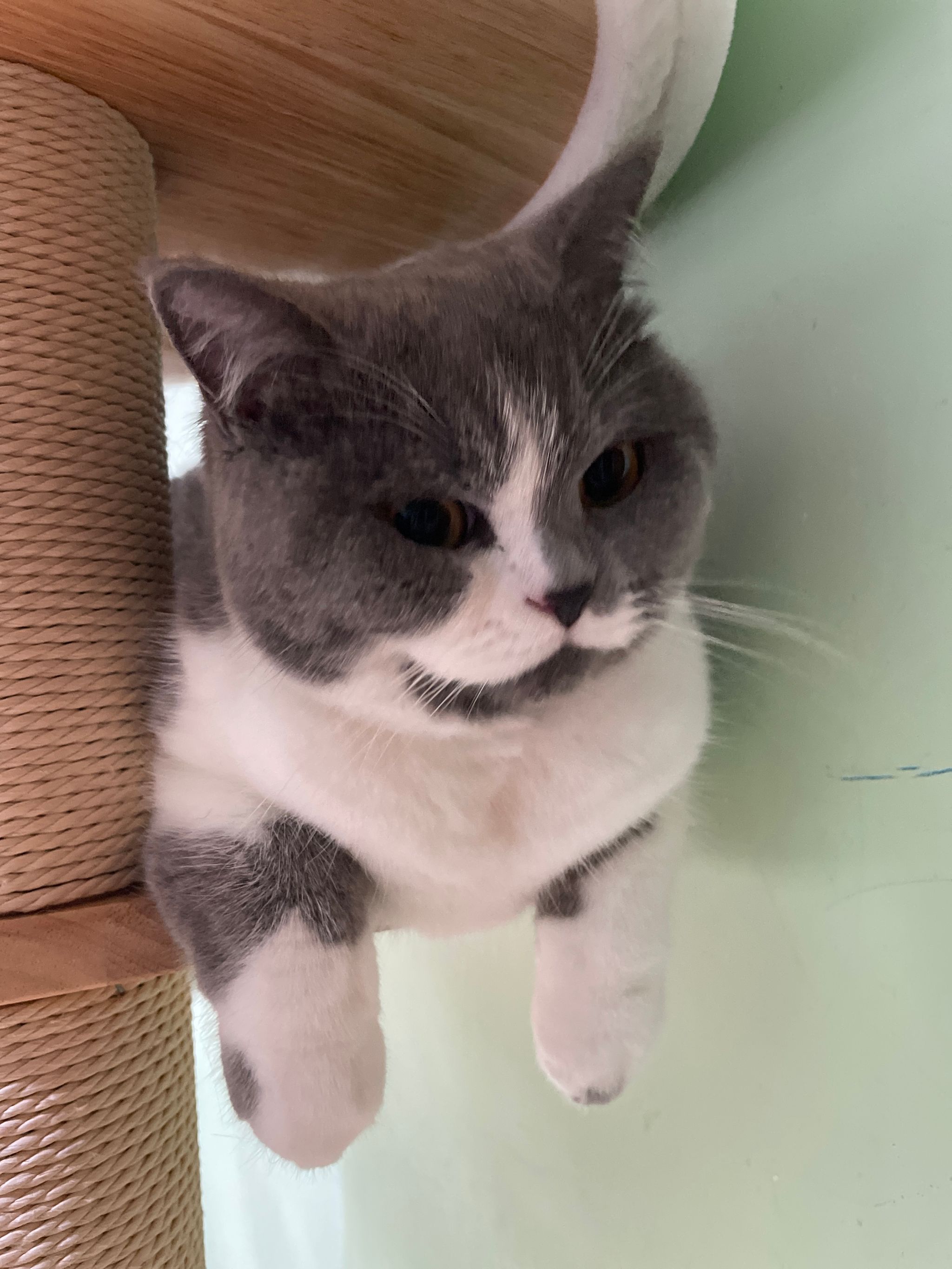 Cat's Eye View