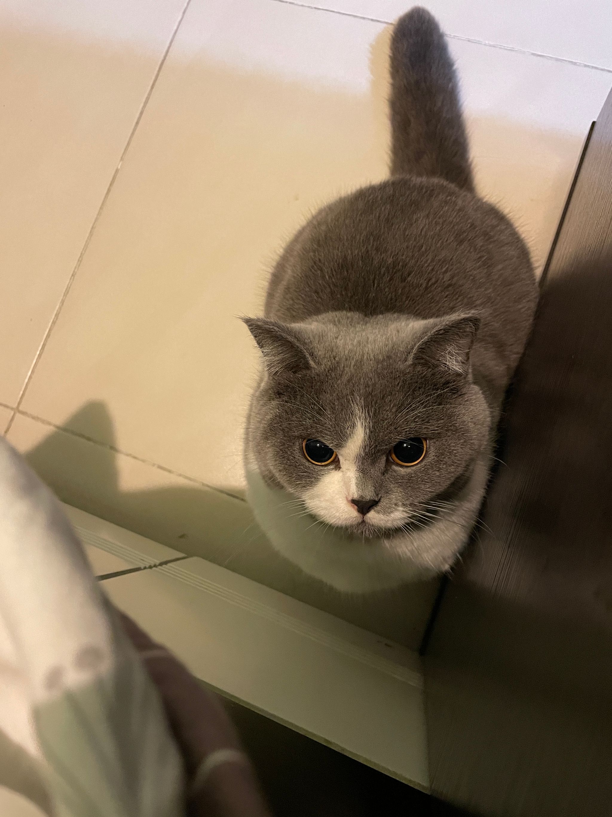 Cat's Eye View