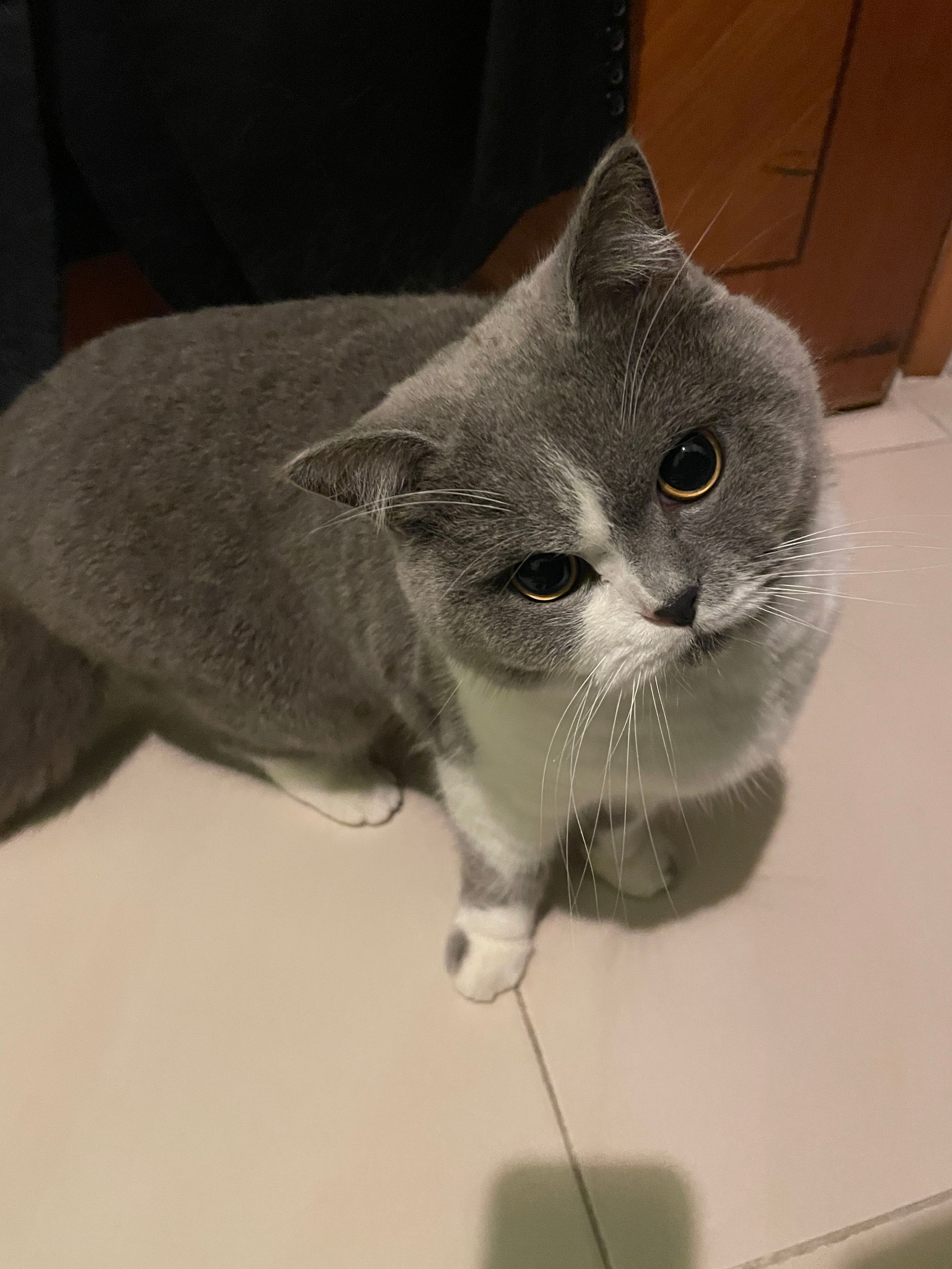 Cat's Eye View
