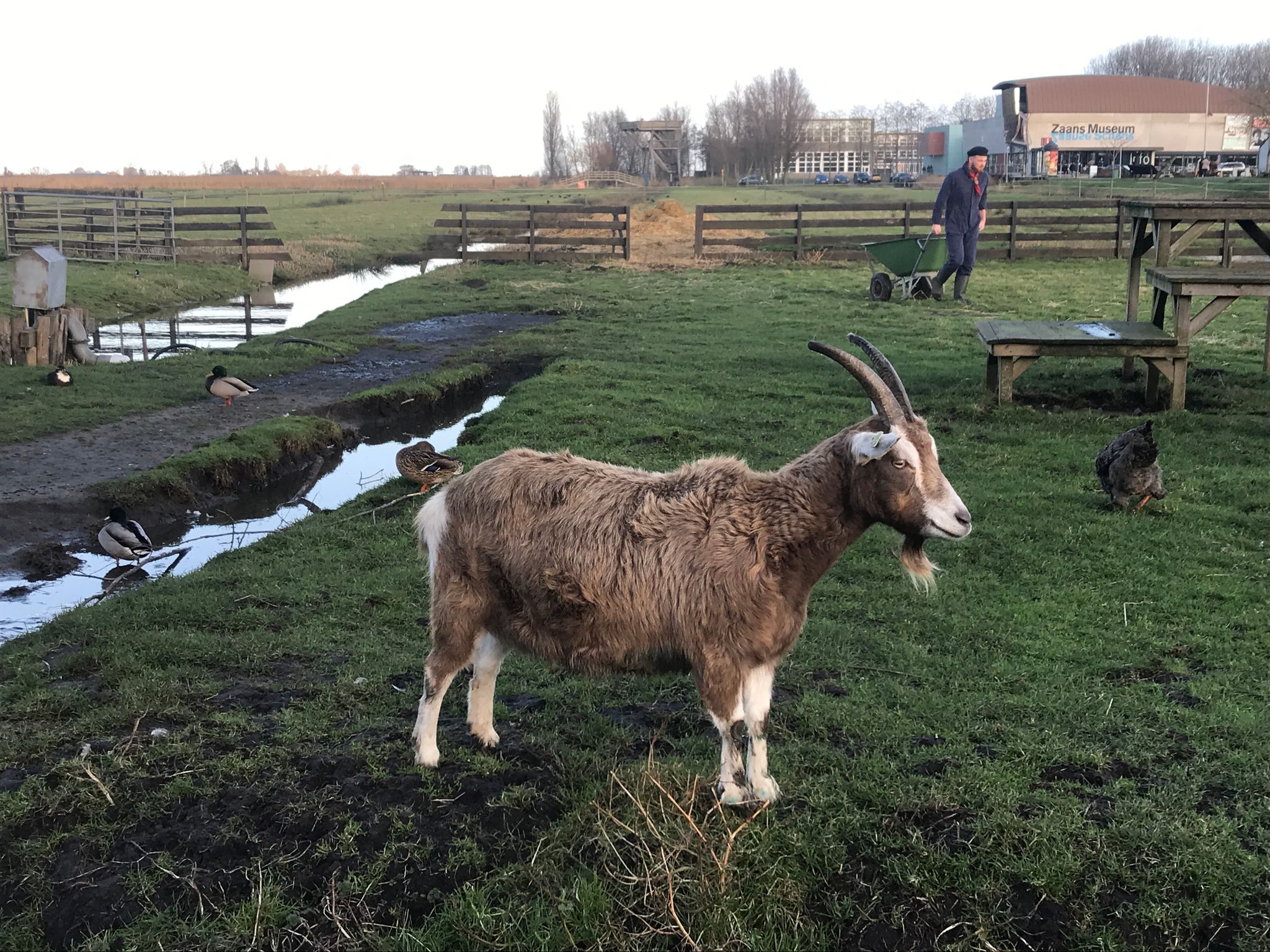 Goat in the Field
