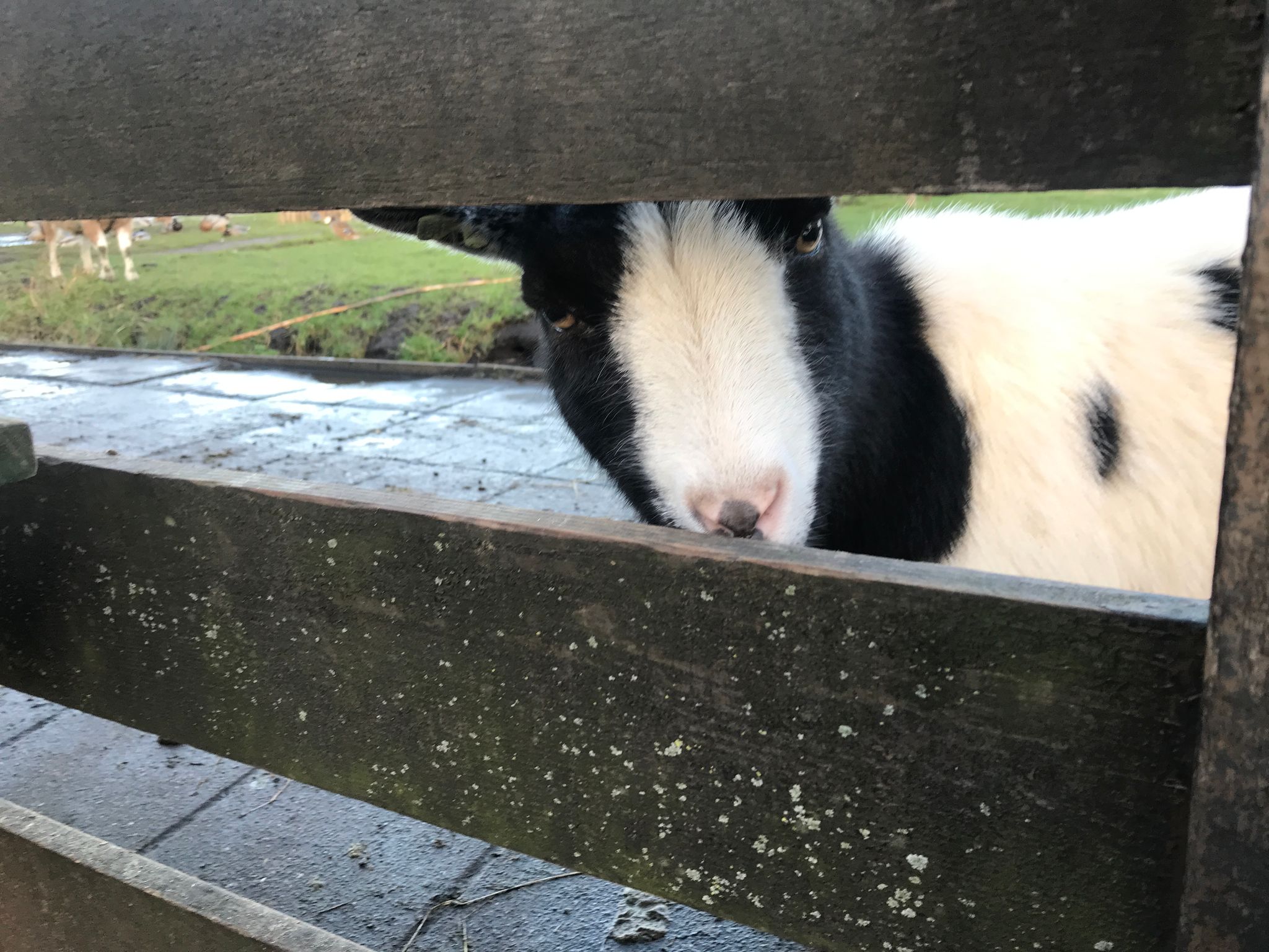 The Curious Goat