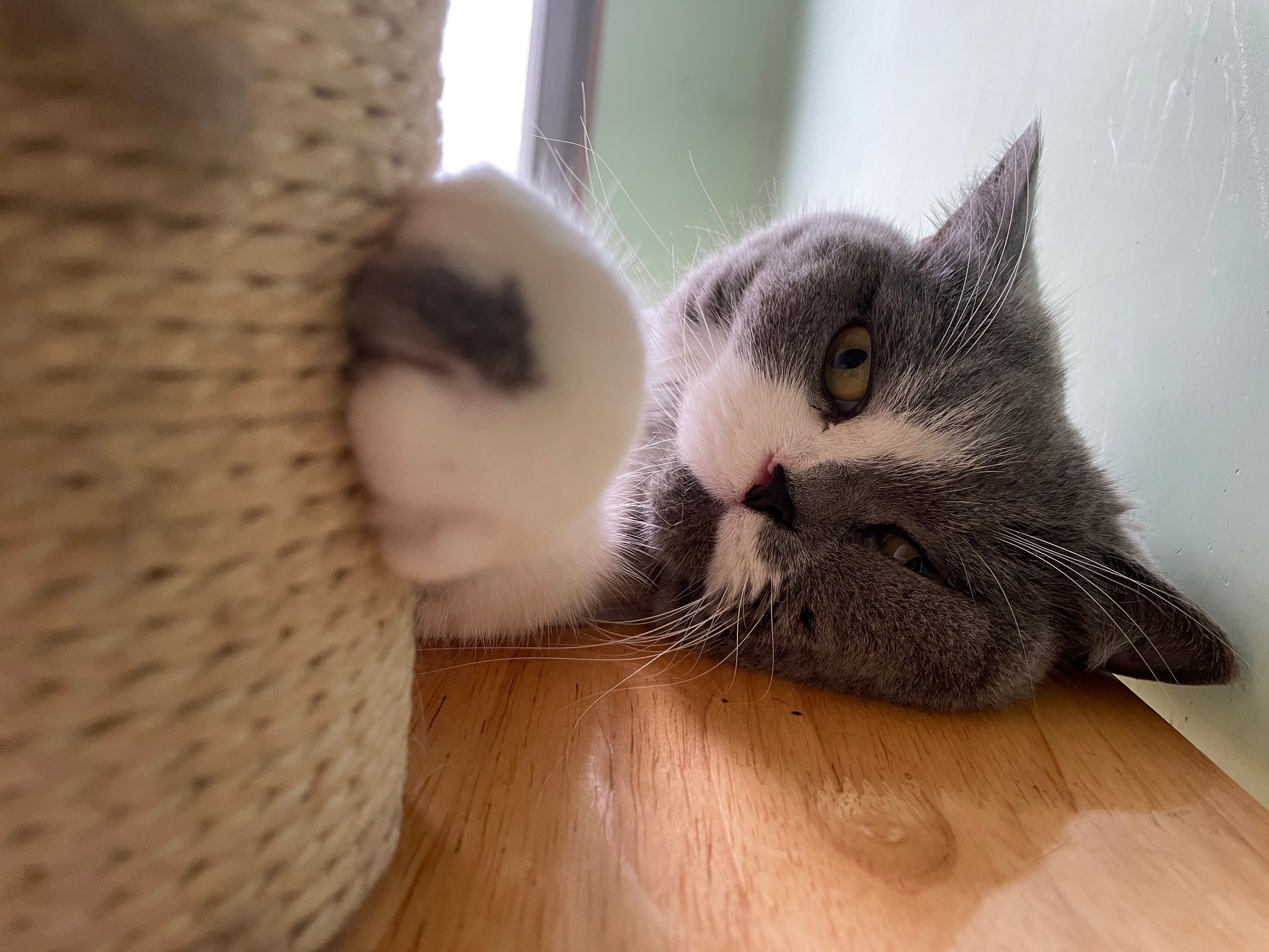Cat's Eye View