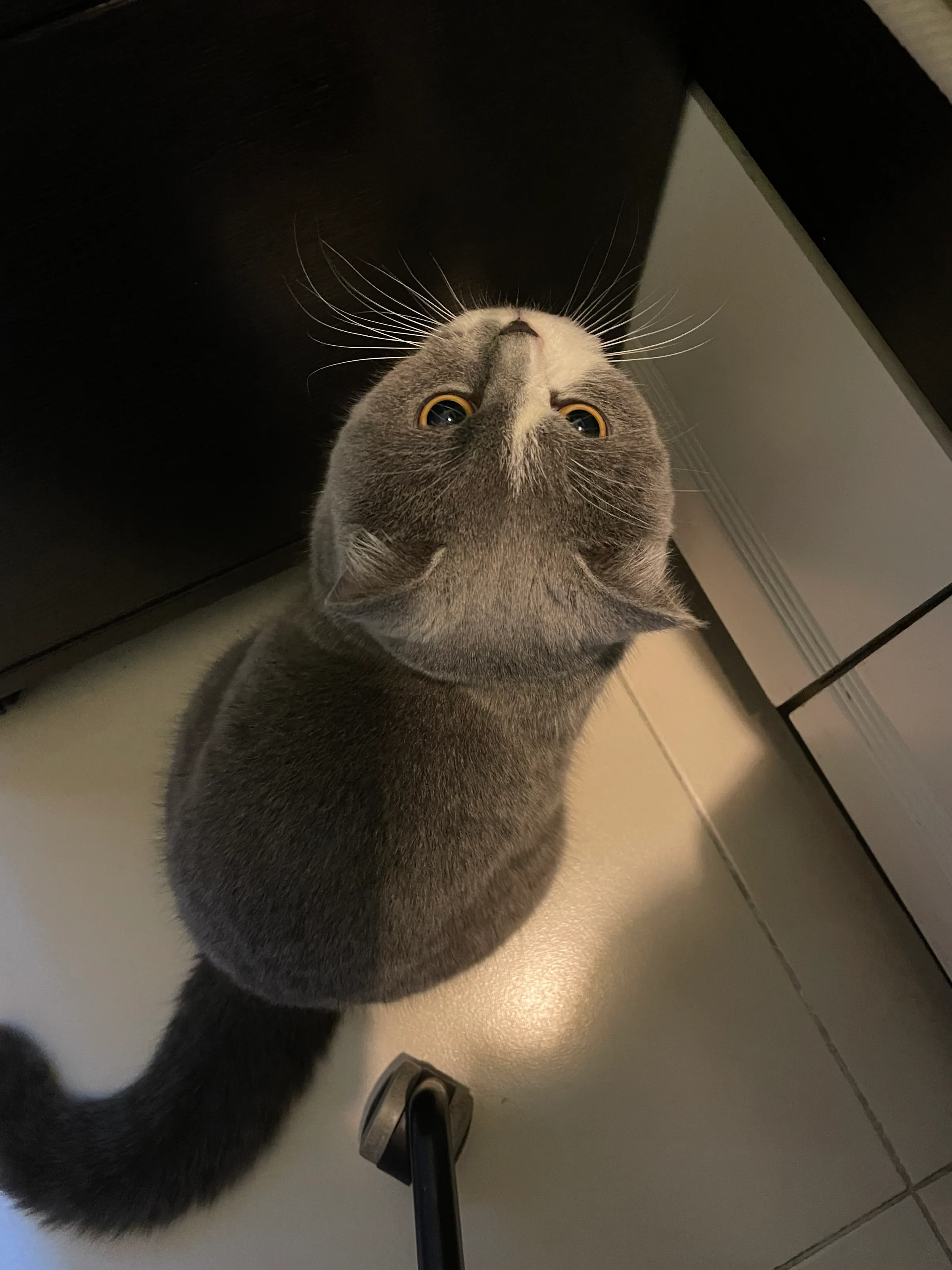 Cat in the Dark