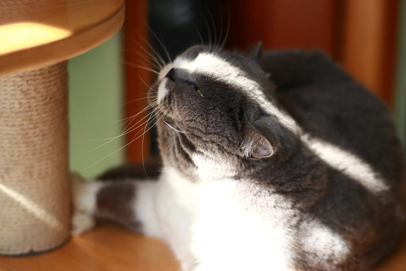 Cat's Eye View