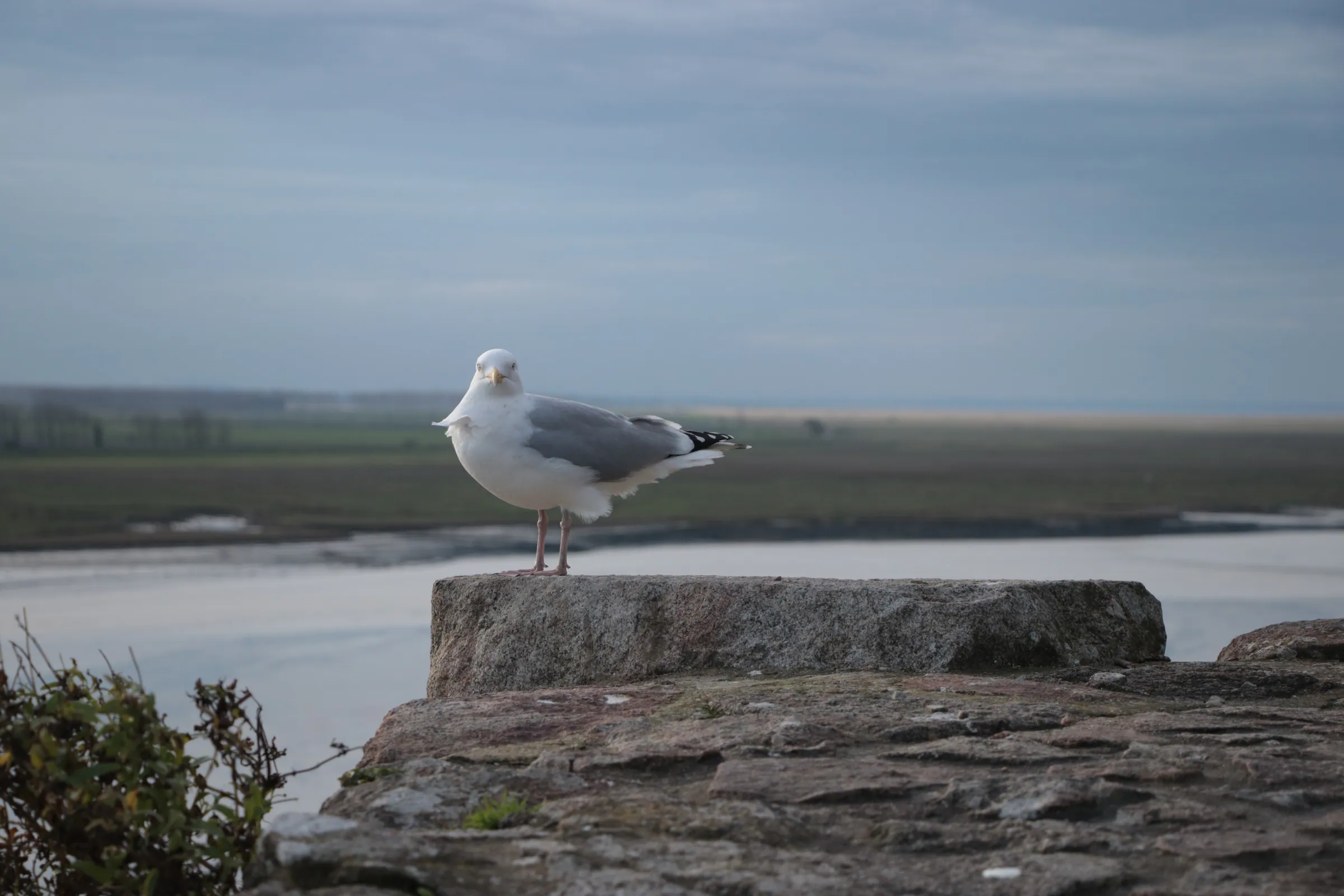 Watchful Gull