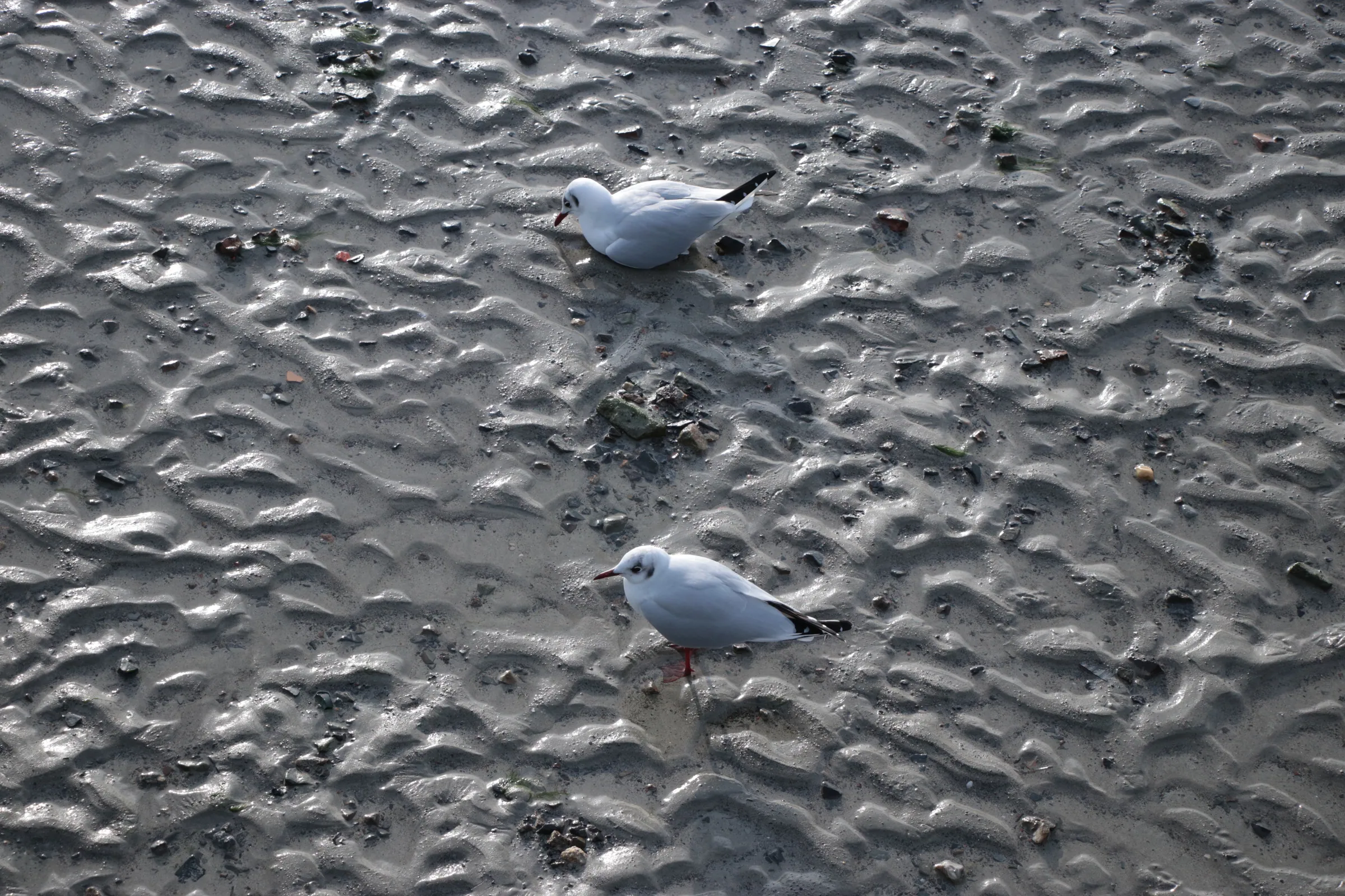 Gulls on the Beach