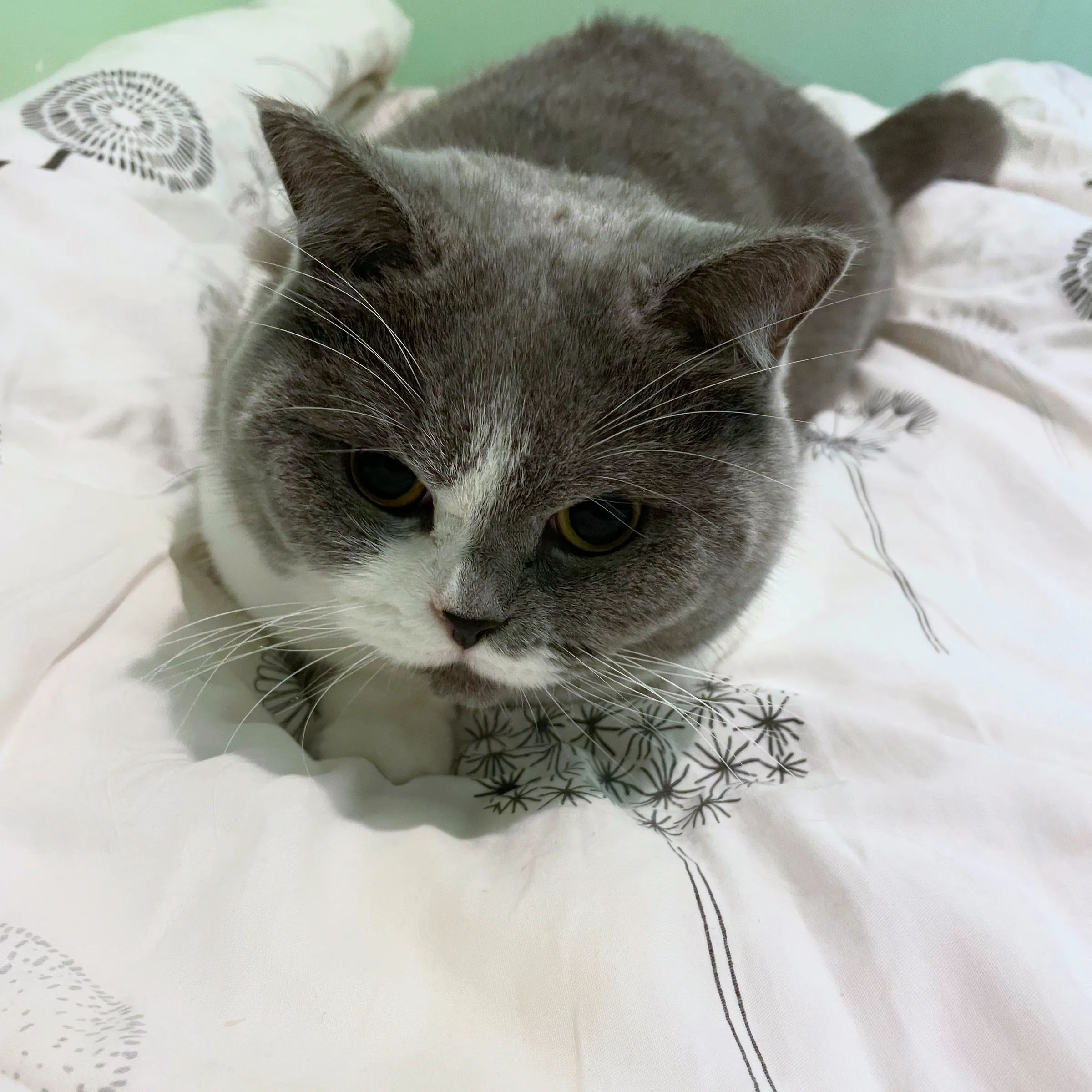 Cat's Eye