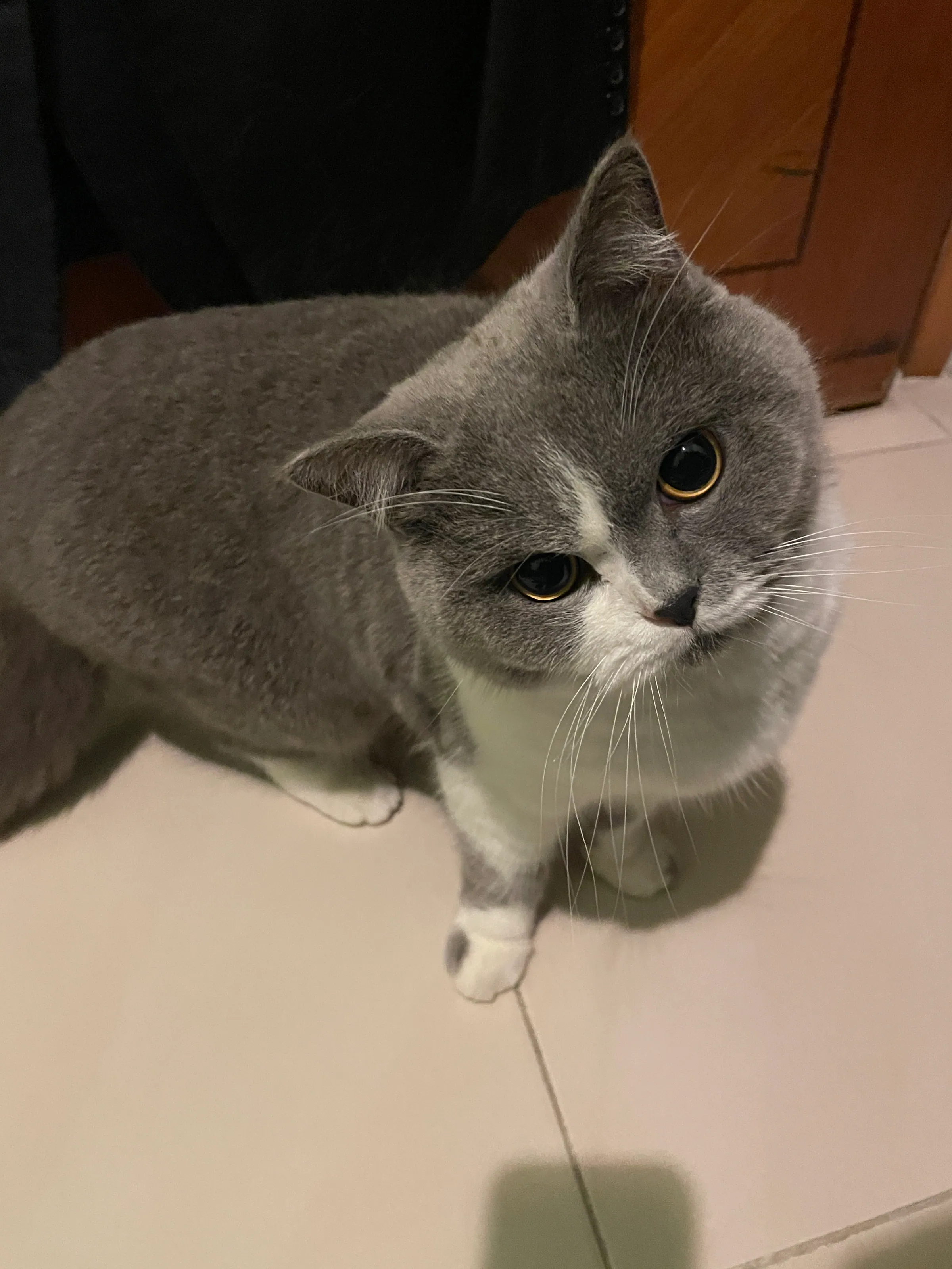 Cat's Eye View