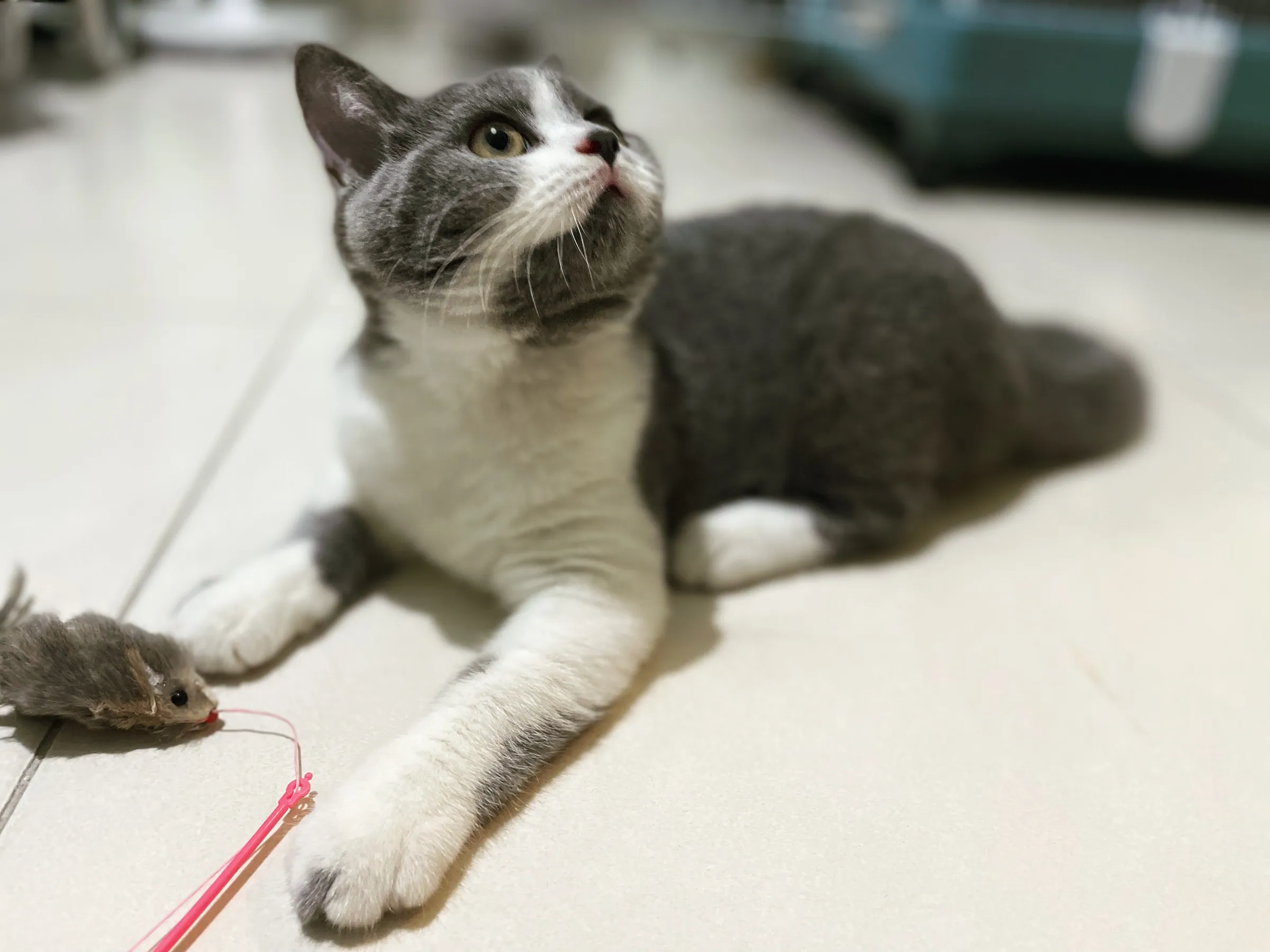 Cat's Eye View