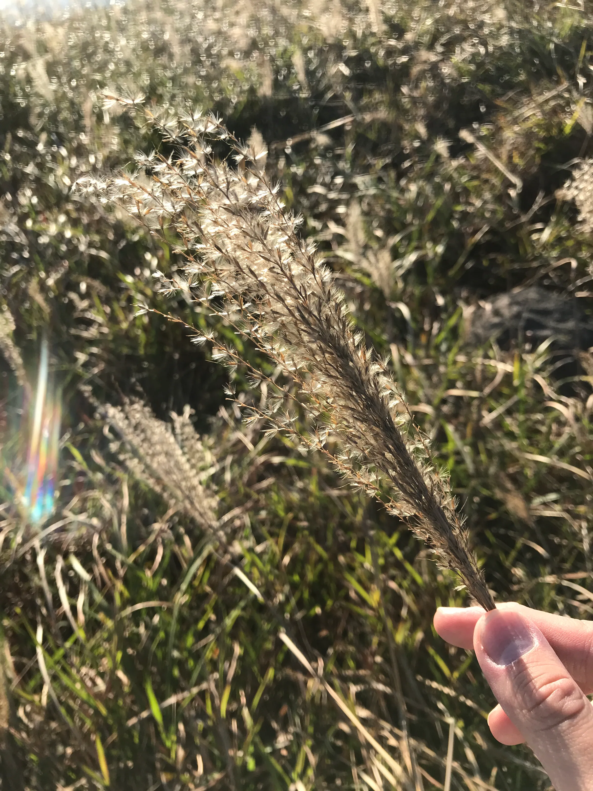 Silvergrass Plume
