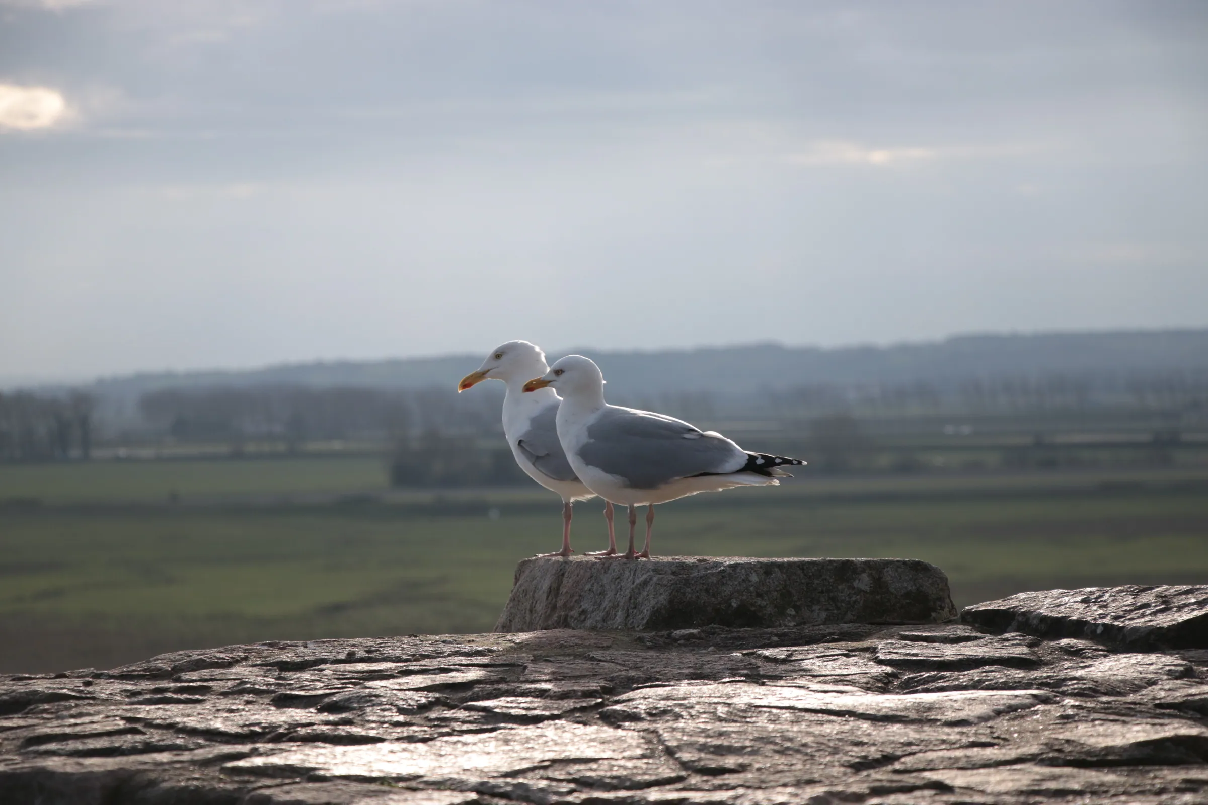 Seagulls on the Rocks