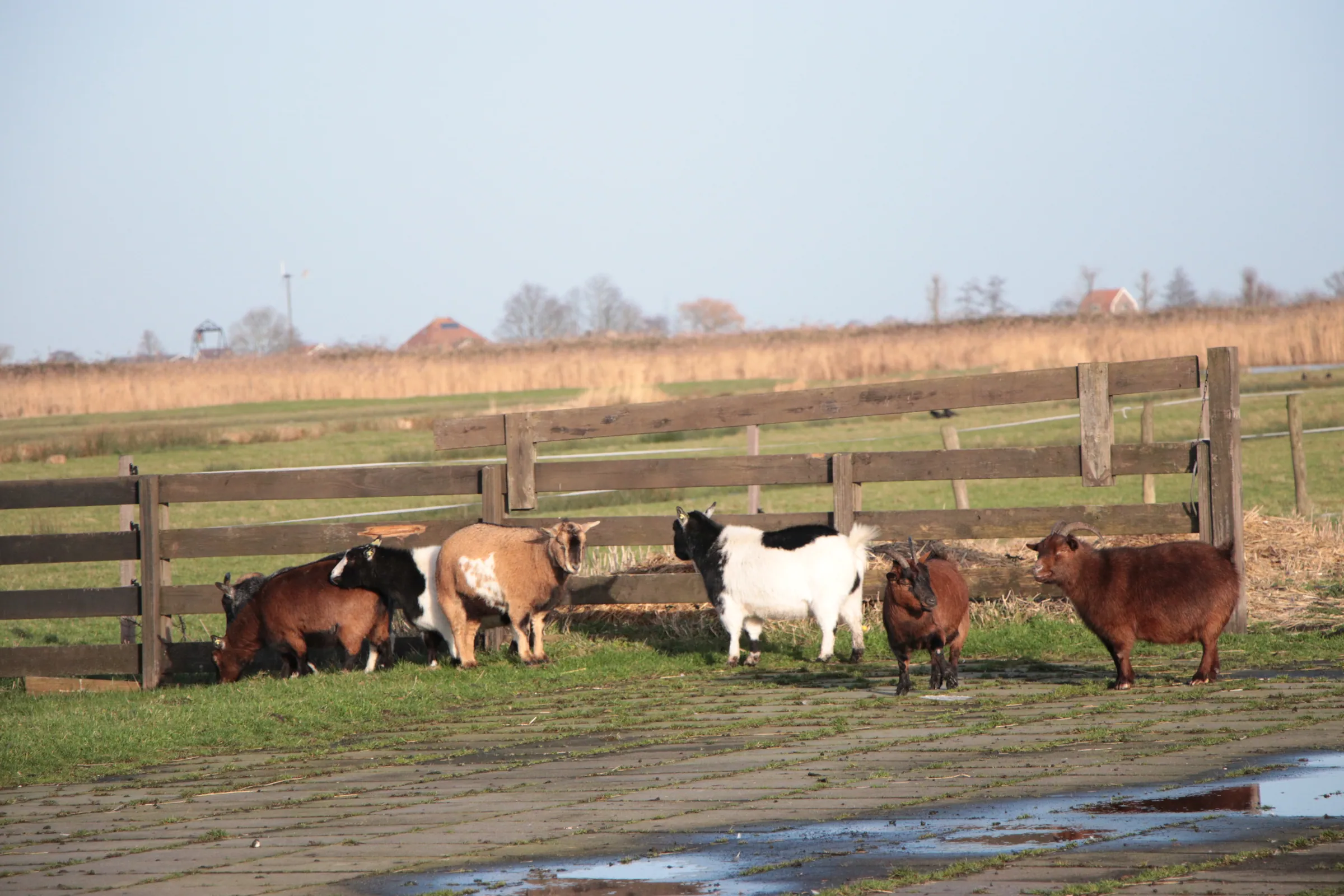 Goats in the Field