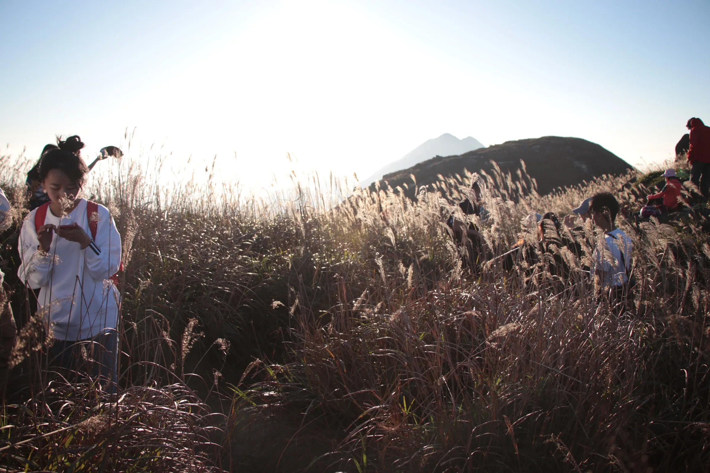 Sunset in the Grass